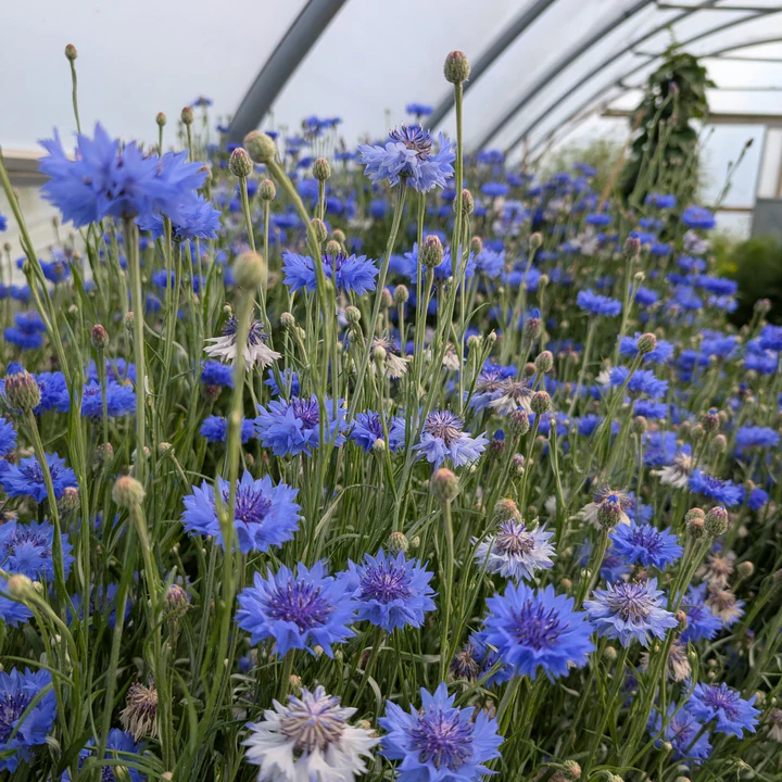 Cultivate Your Dream Garden Naturally