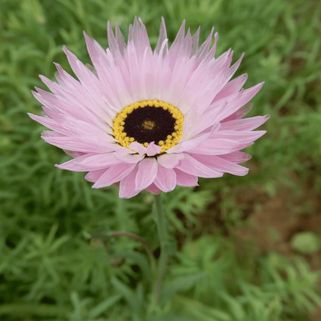 Acroclinium 'Grandiflorum Mix' - Image 3