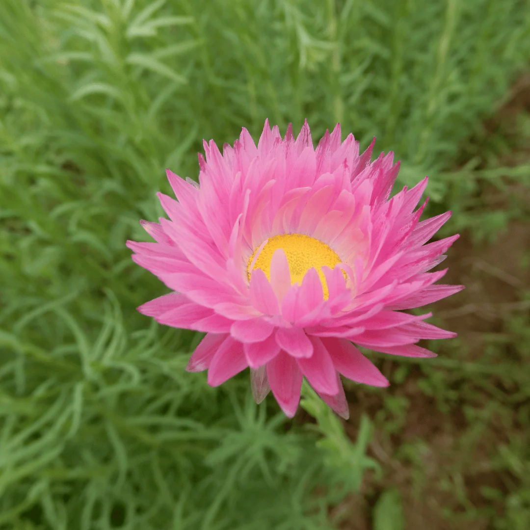 Acroclinium 'Grandiflorum Mix' - Image 4