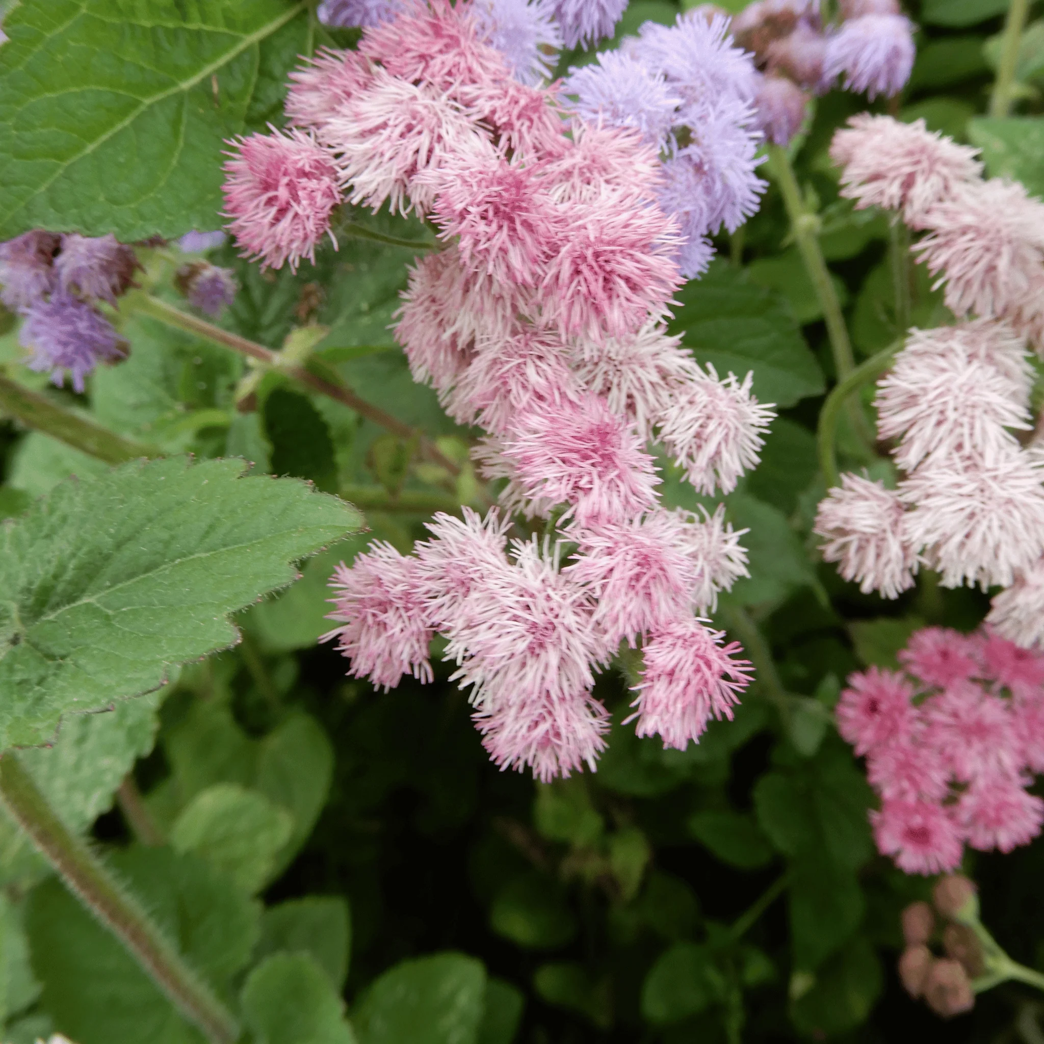 Ageratum 'Timeless' - Image 5