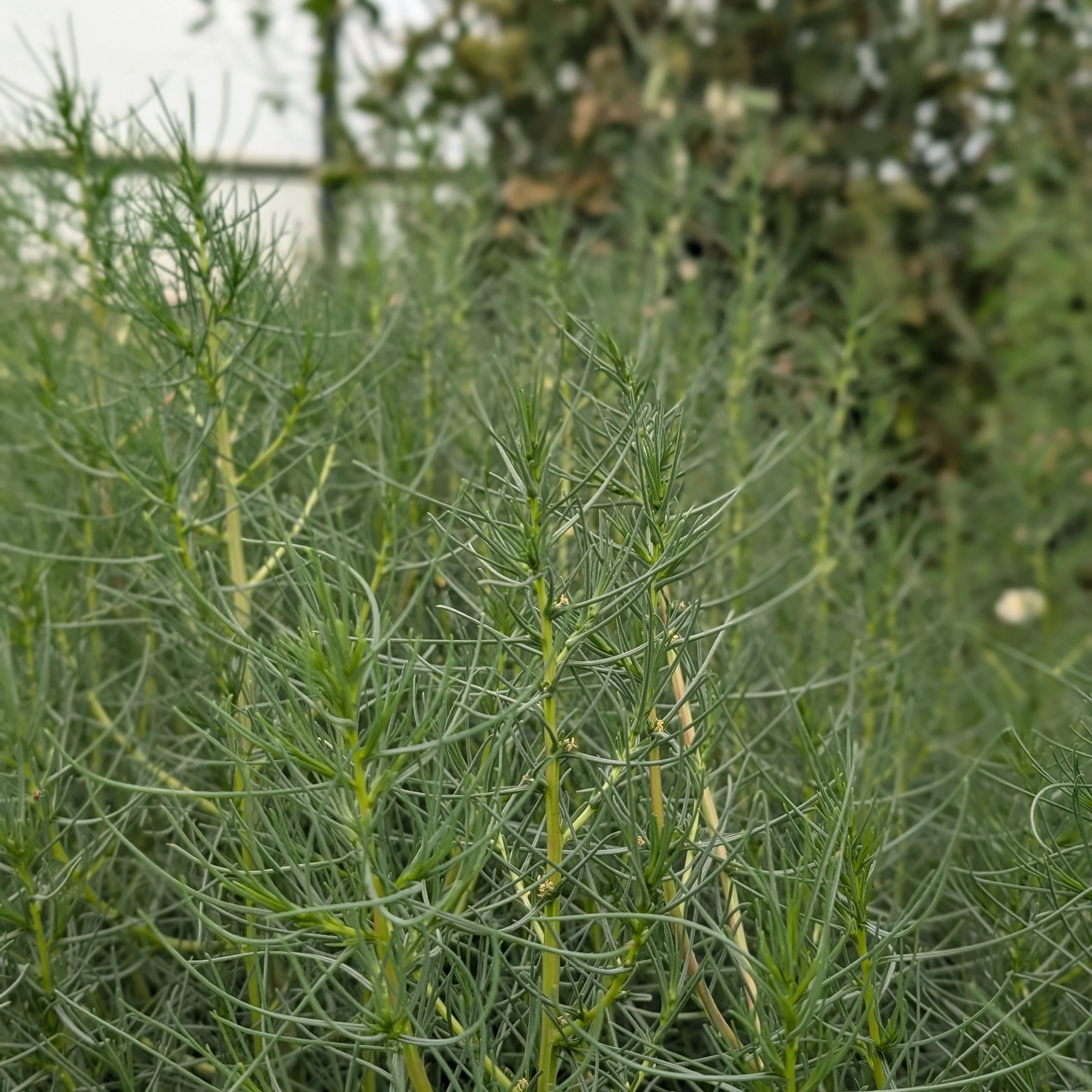 Agretti - Image 3