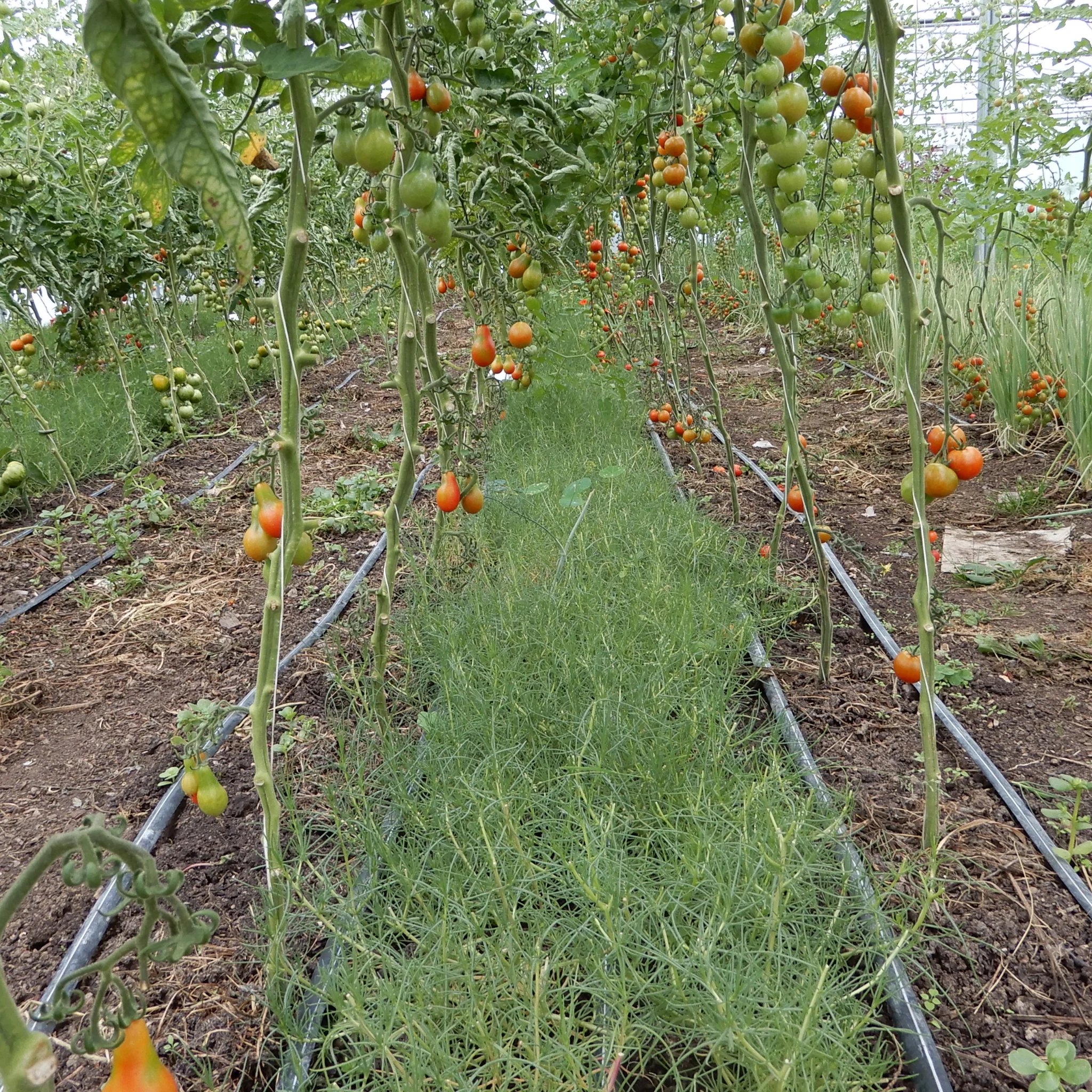 Agretti - Image 4