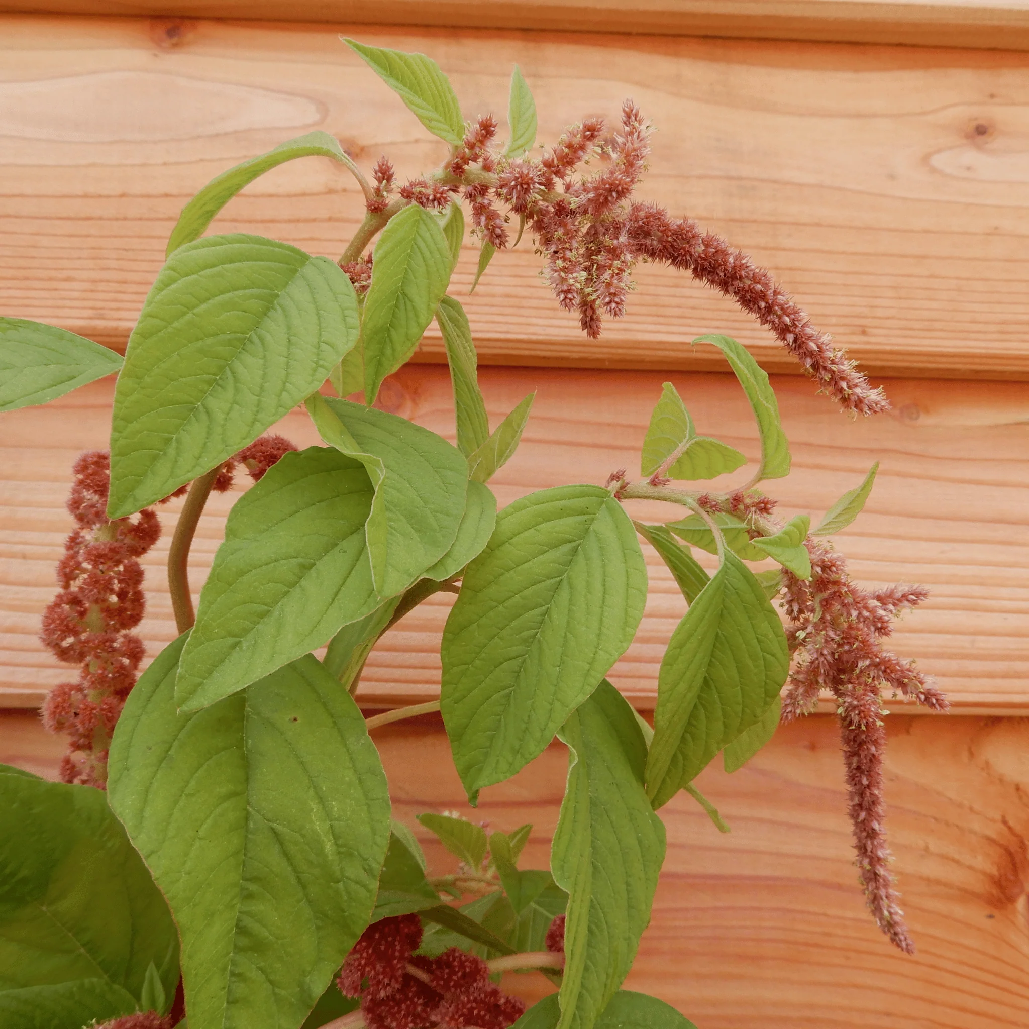 Amaranth 'Coral Fountain' - Image 3