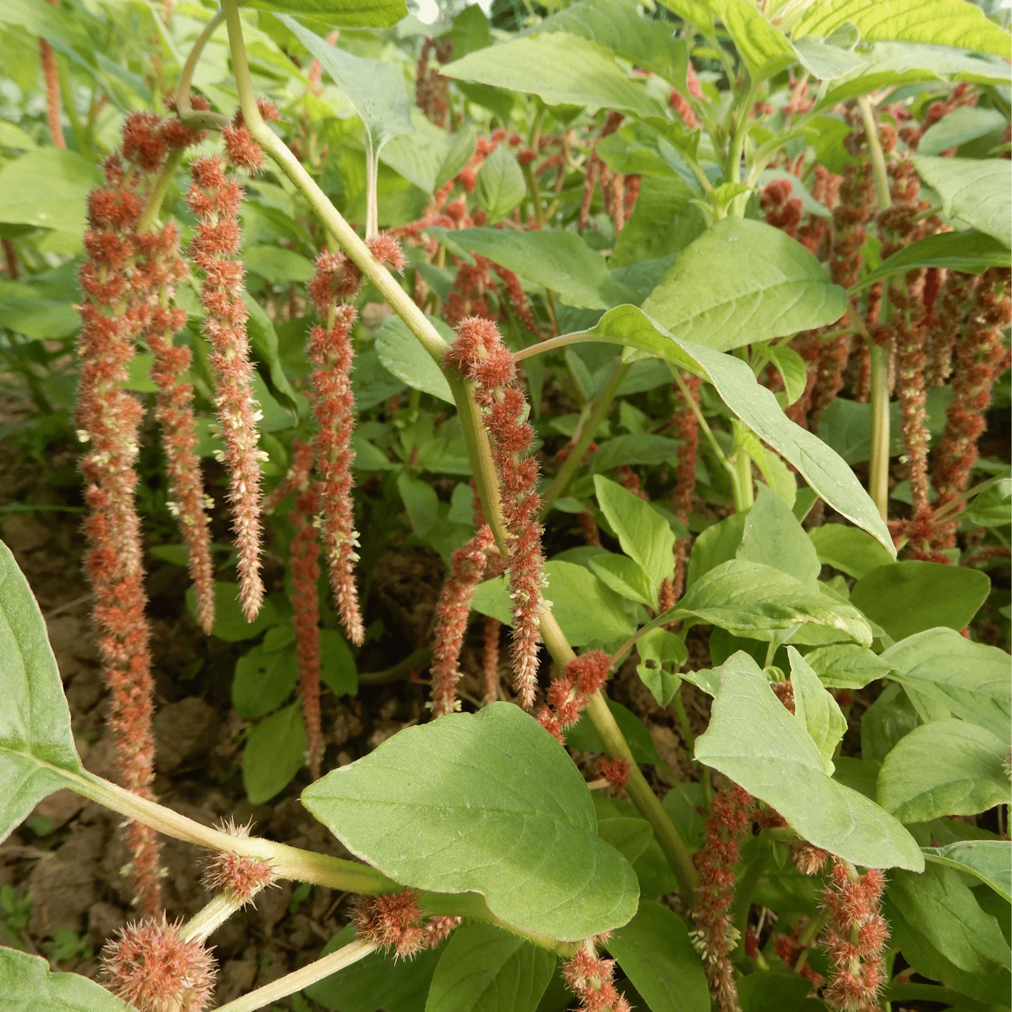 Amaranth 'Coral Fountain' - Image 4
