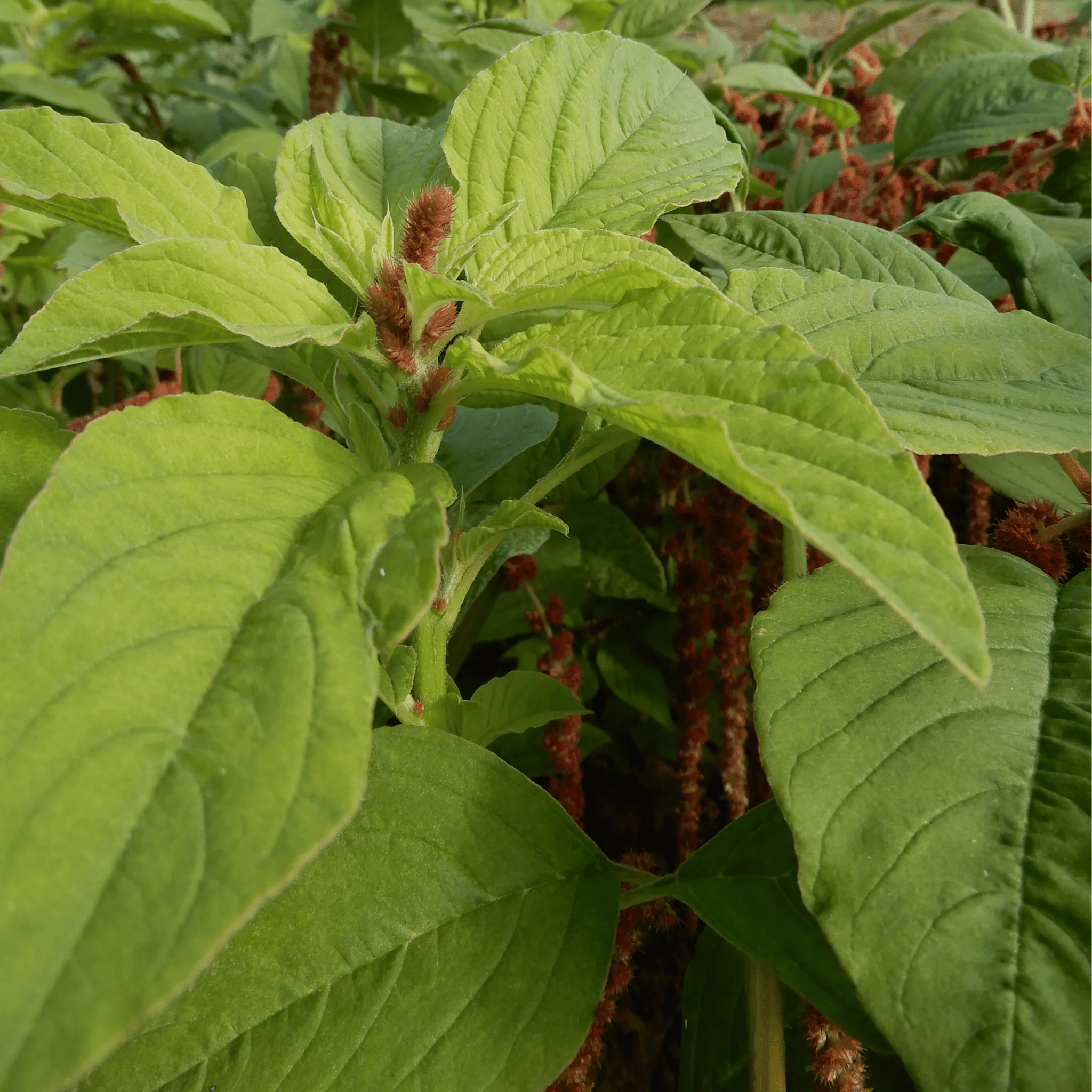 Amaranth 'Coral Fountain' - Image 5