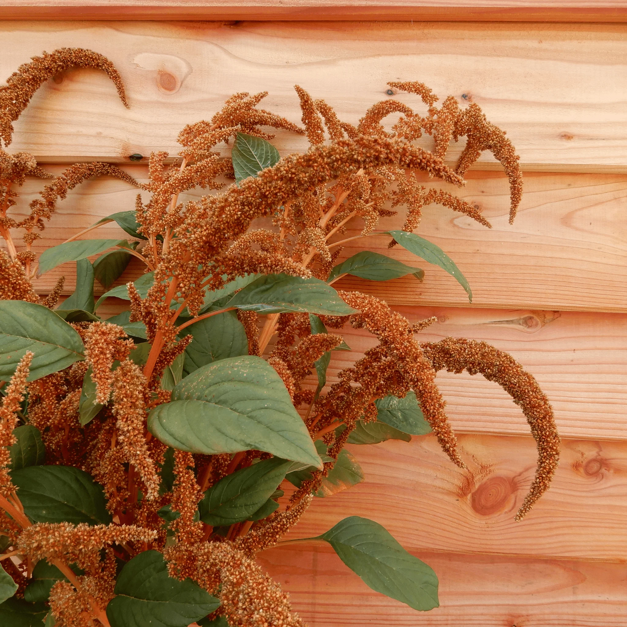 Amaranth 'Hot Biscuits' - Image 3