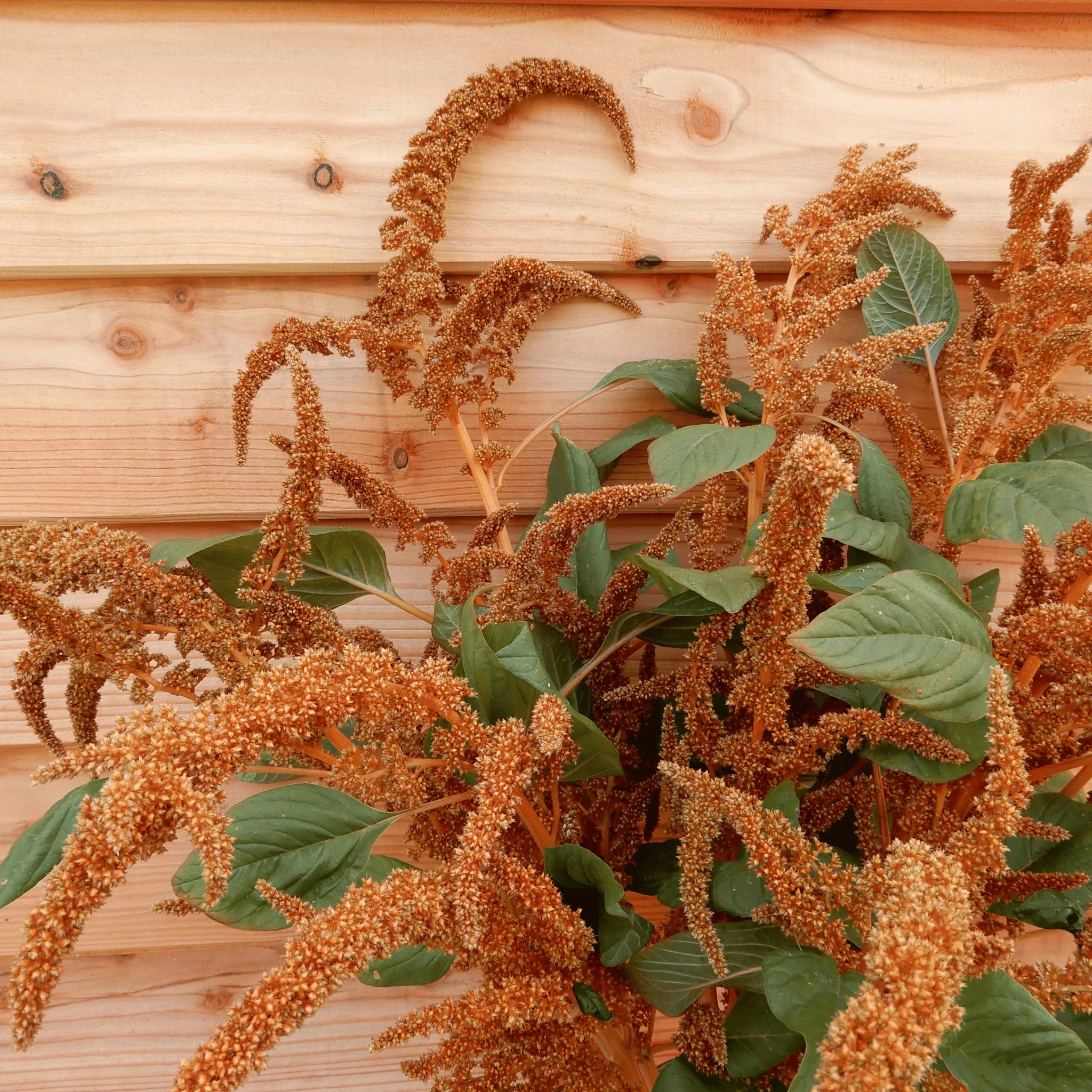 Amaranth 'Hot Biscuits' - Image 4