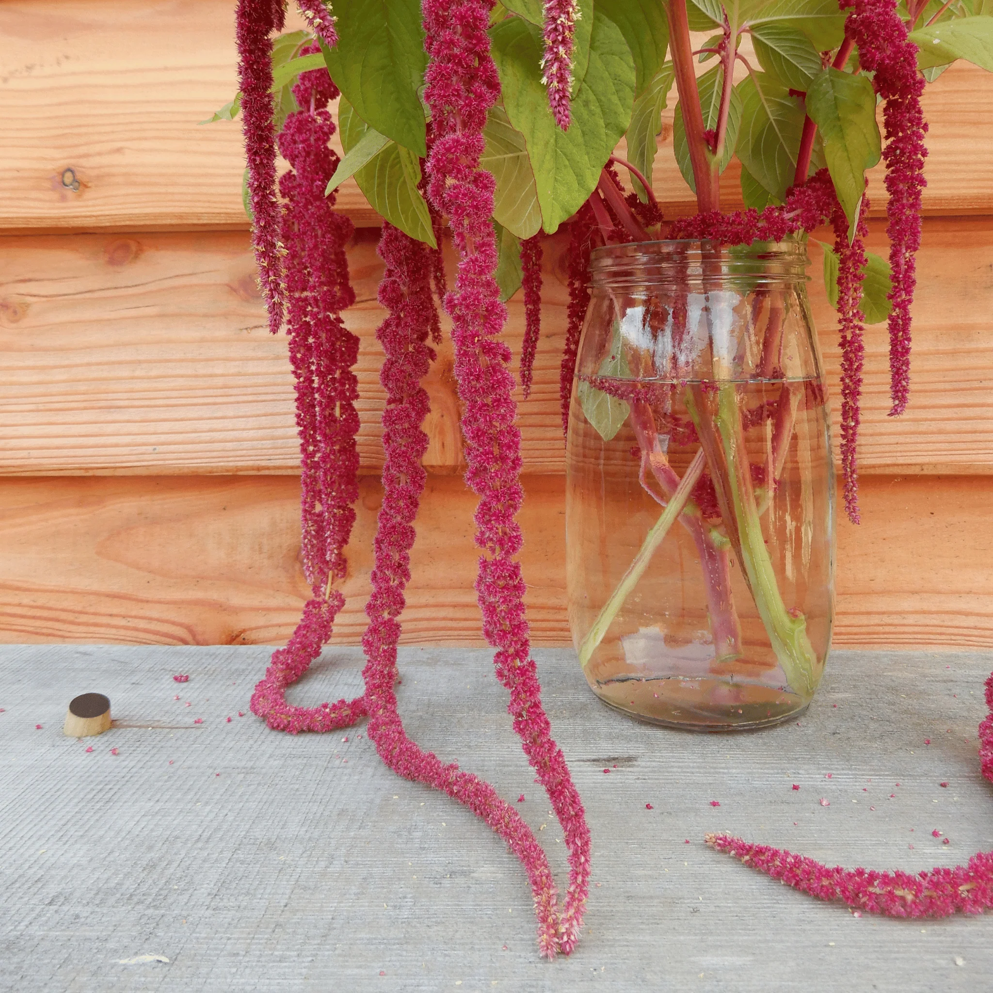 Amaranth 'Love-lies-bleeding' - Image 3