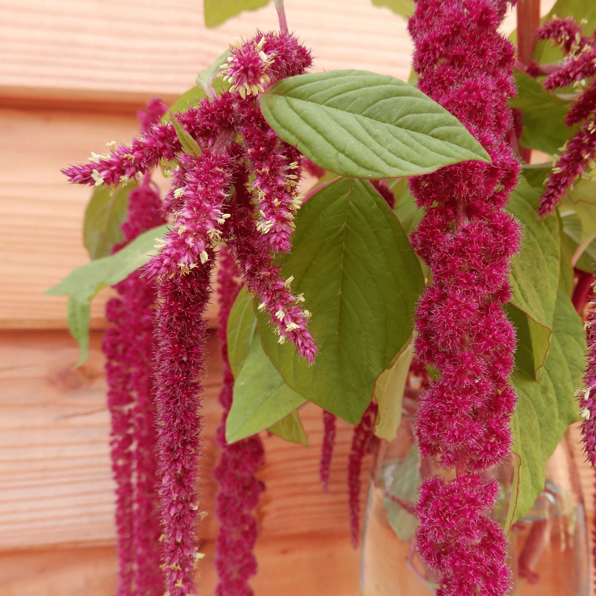 Amaranth 'Love-lies-bleeding' - Image 4