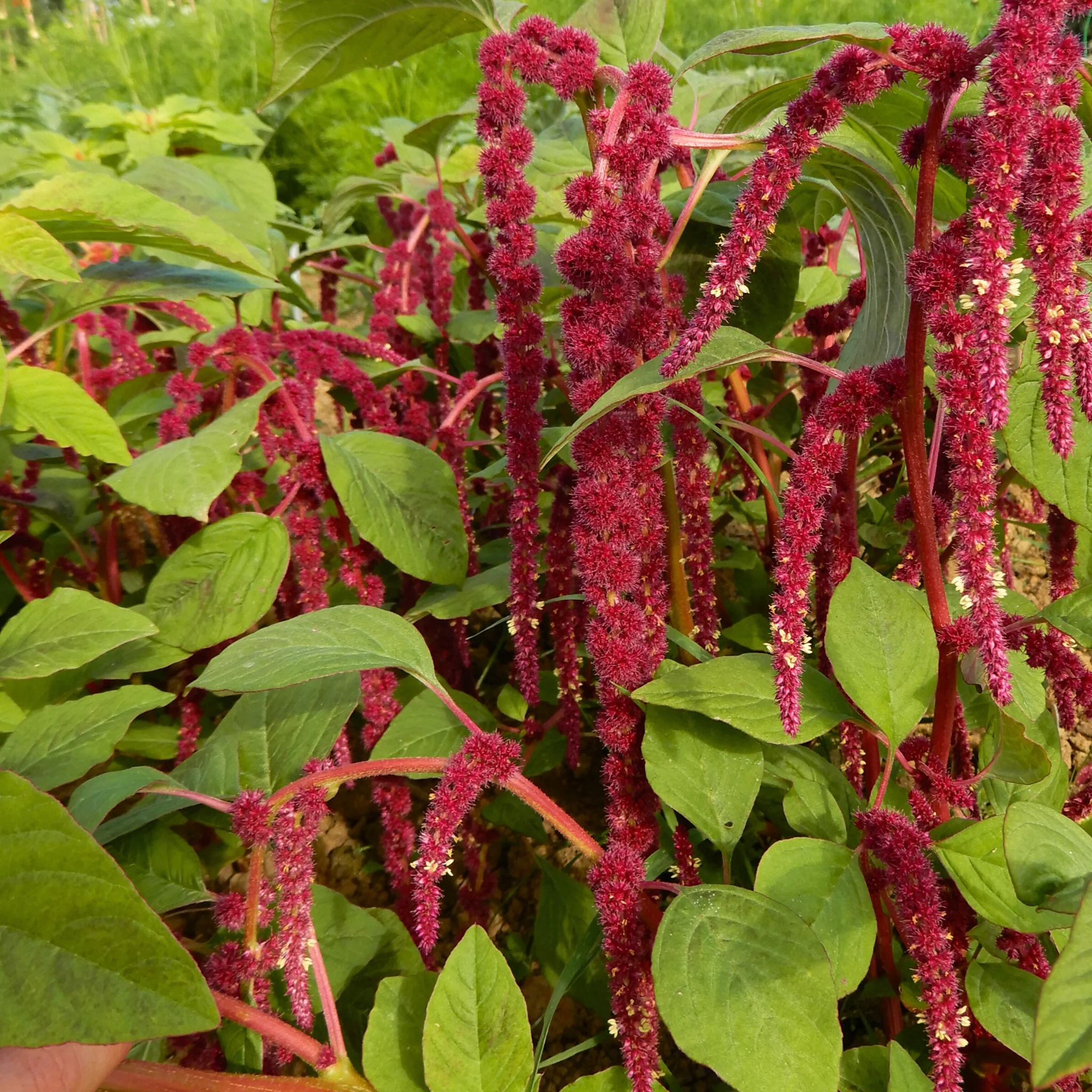Amaranth 'Love-lies-bleeding' - Image 5