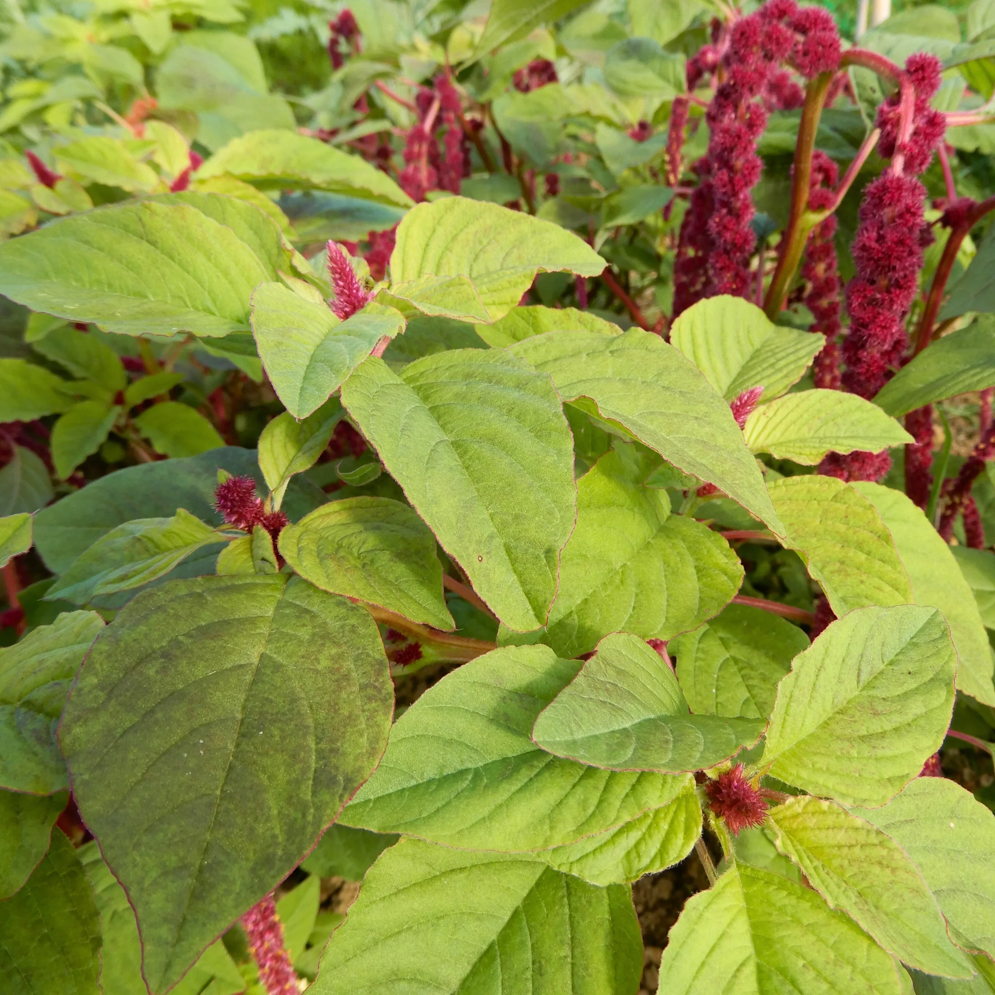 Amaranth 'Love-lies-bleeding' - Image 6