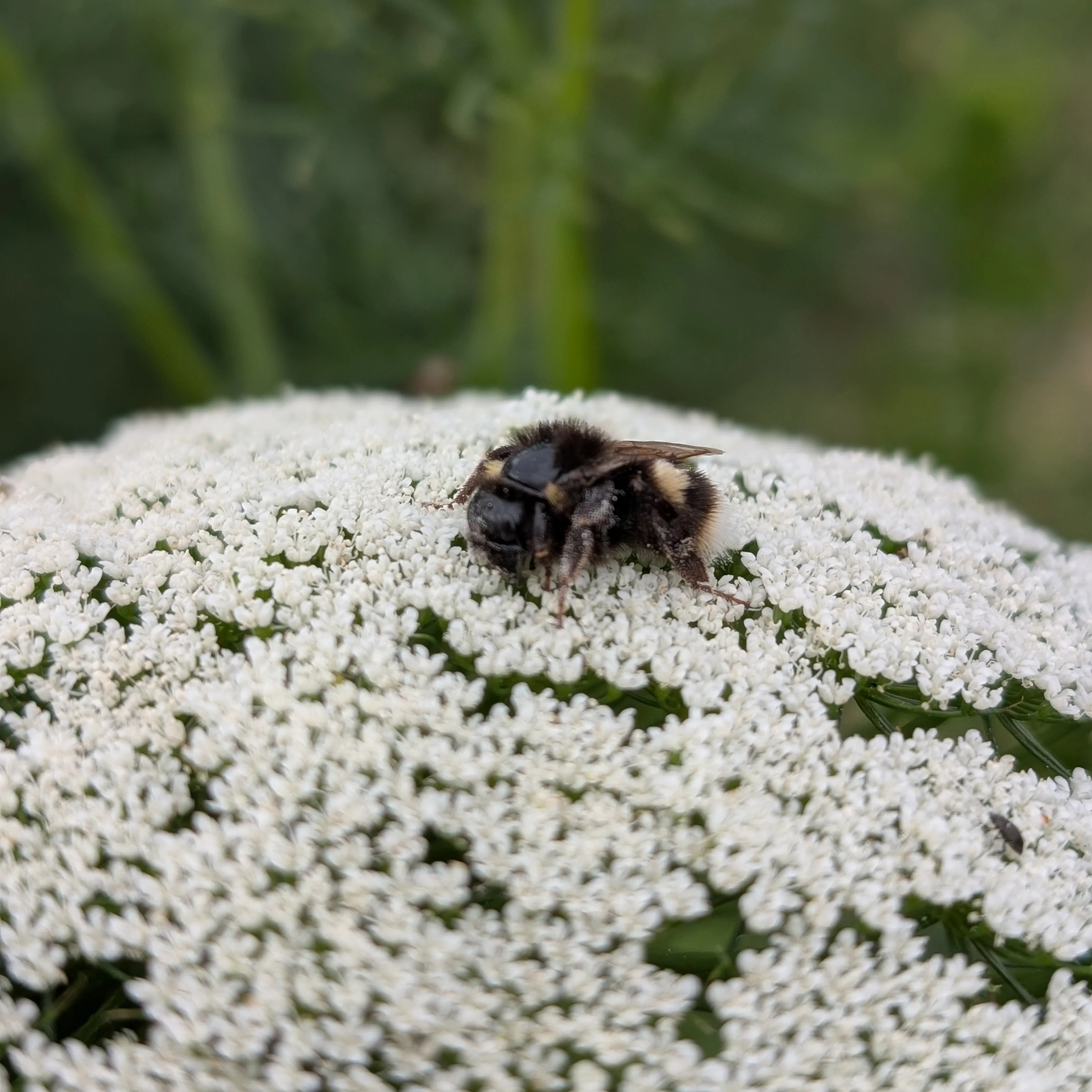 Ammi visnaga 'Green Mist' - Image 3