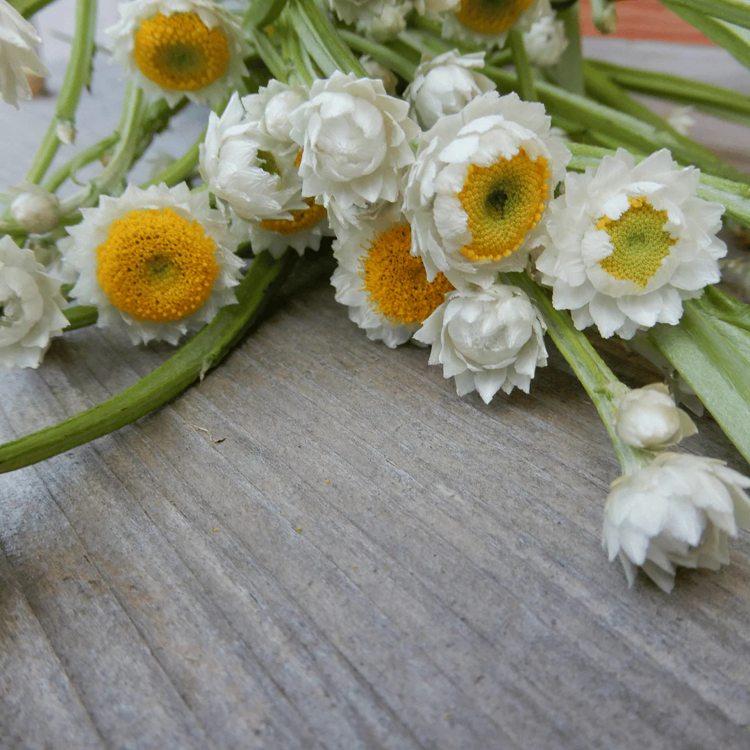 Ammobium 'Winged Everlasting' - Image 3