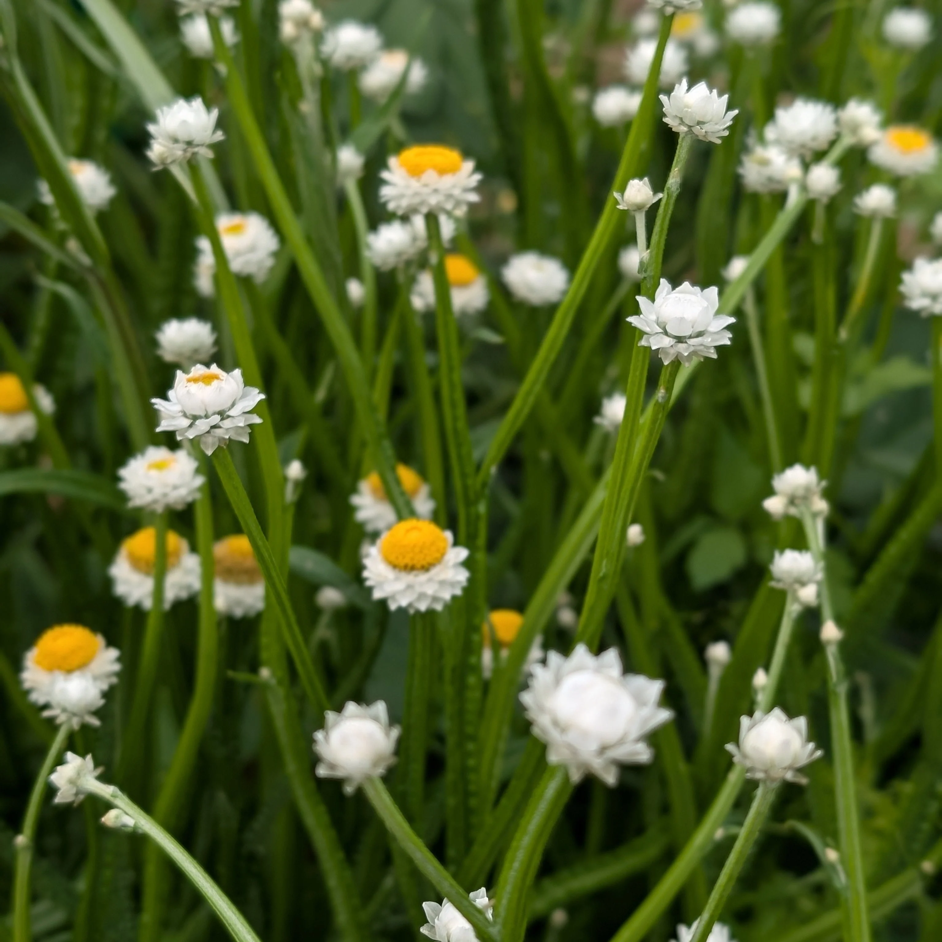 Ammobium 'Winged Everlasting' - Image 4