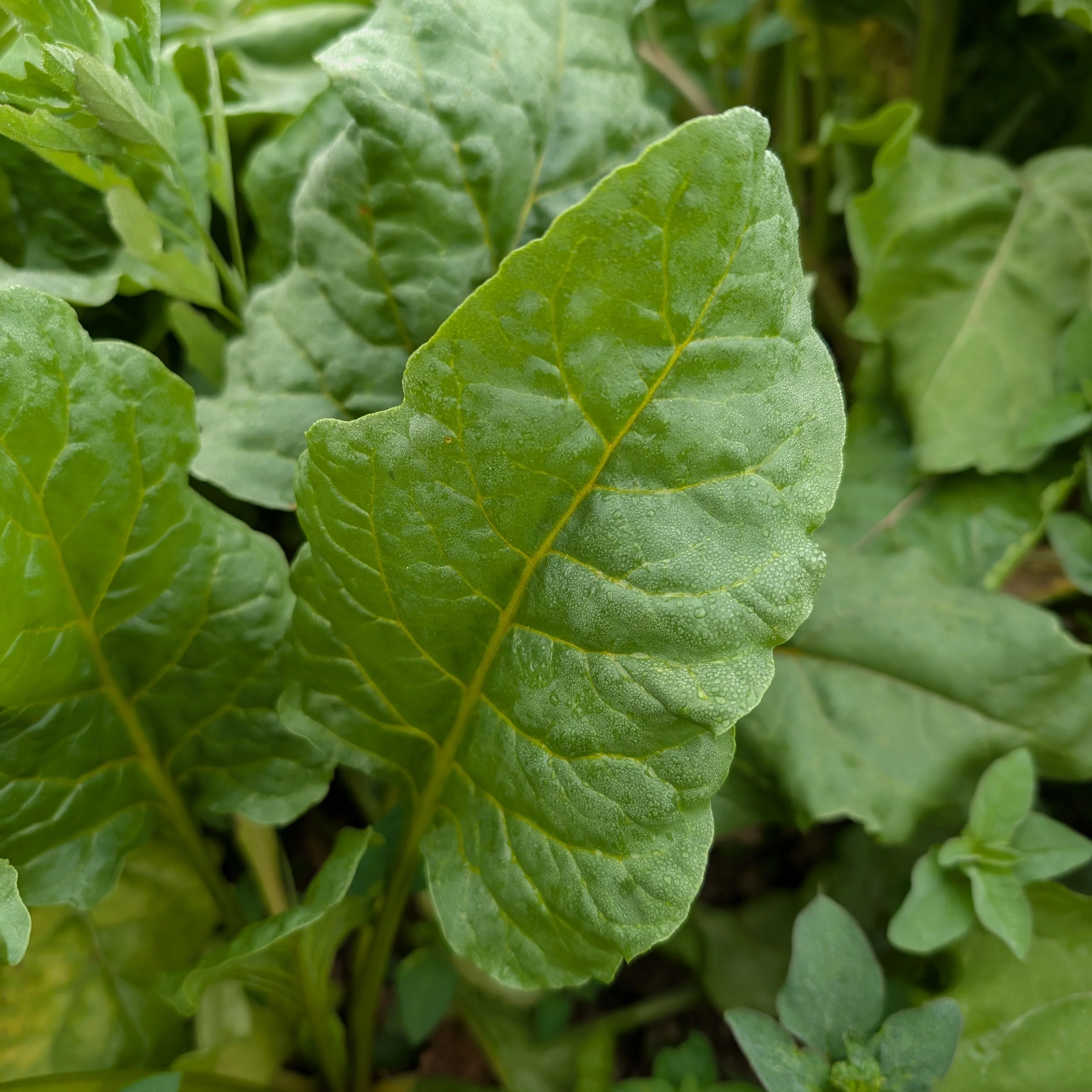 Golden Beetroot 'Wintersonne' - Image 3
