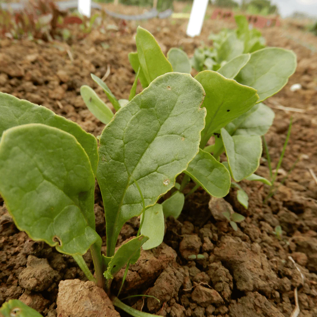 Golden Beetroot 'Wintersonne' - Image 4