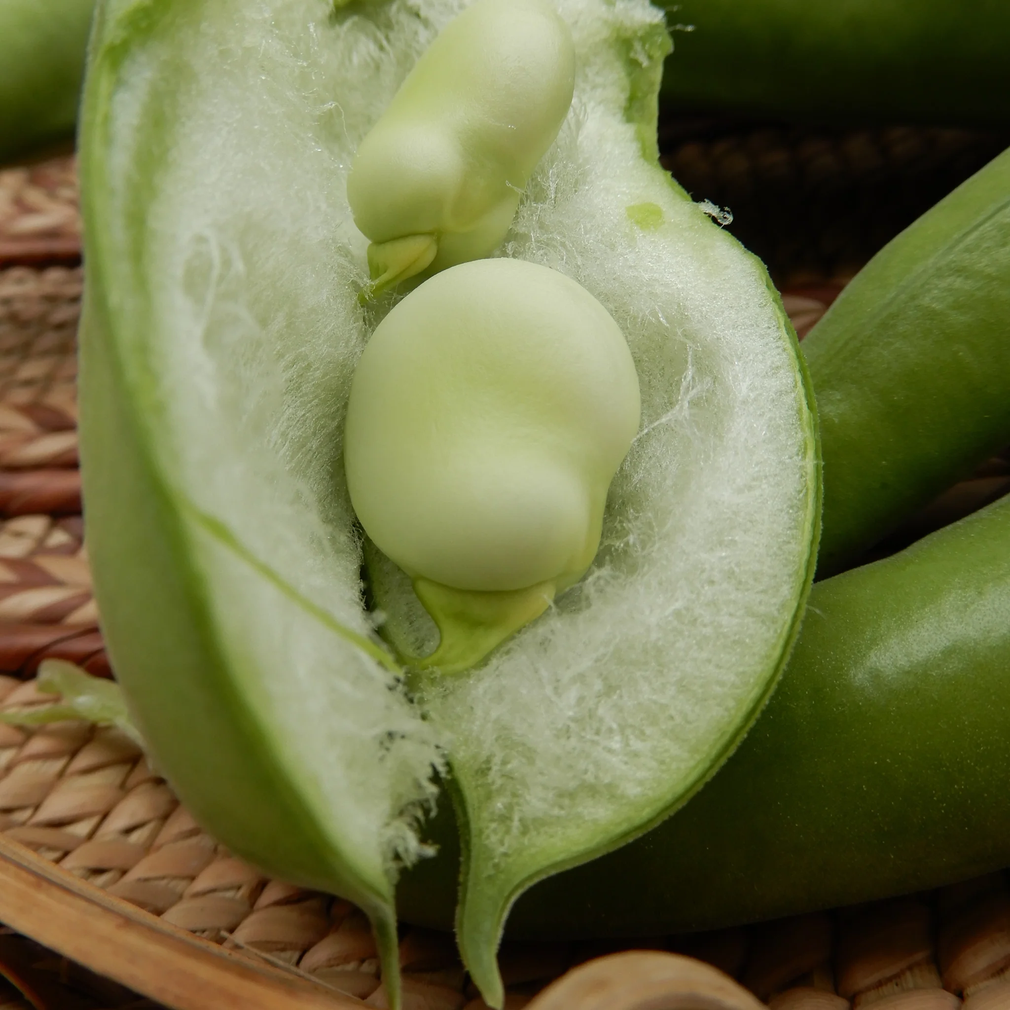 Broad Bean 'Ratio' - Image 4