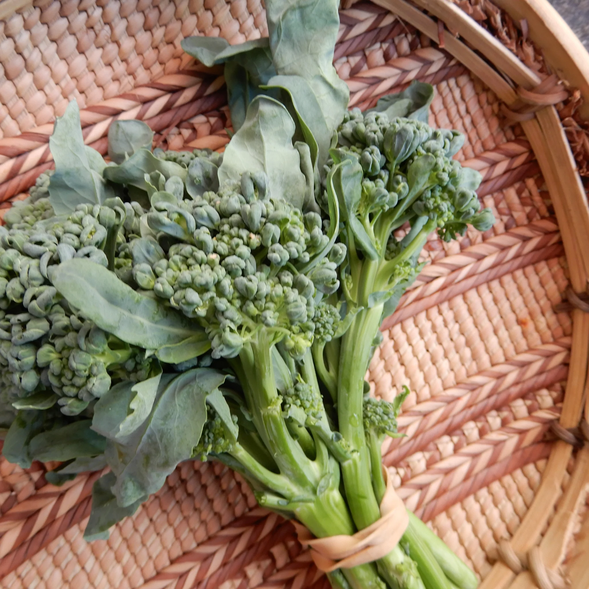 Broccoli 'Piracicaba' - Image 3