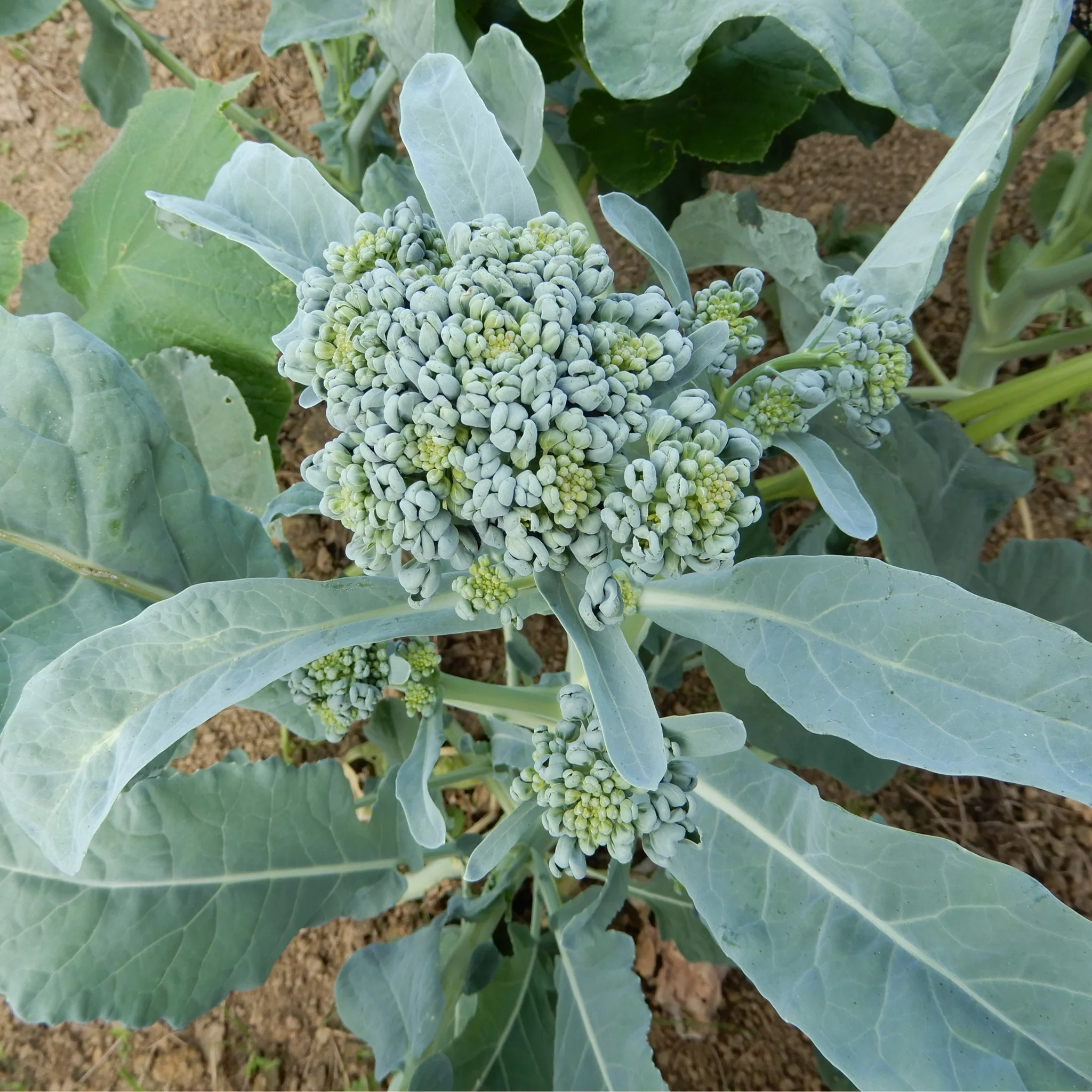 Broccoli 'Piracicaba' - Image 4