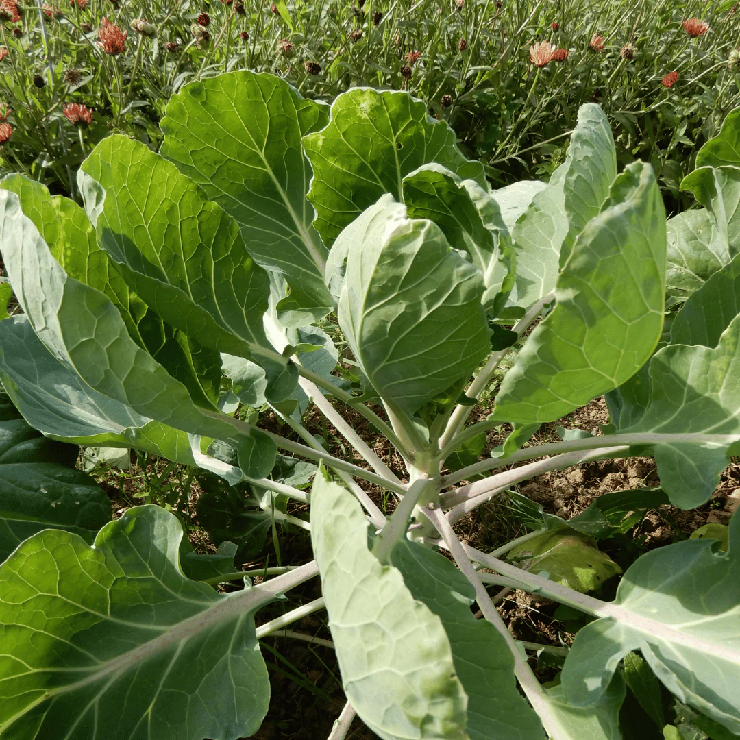 Brussels Sprouts 'Groninger'