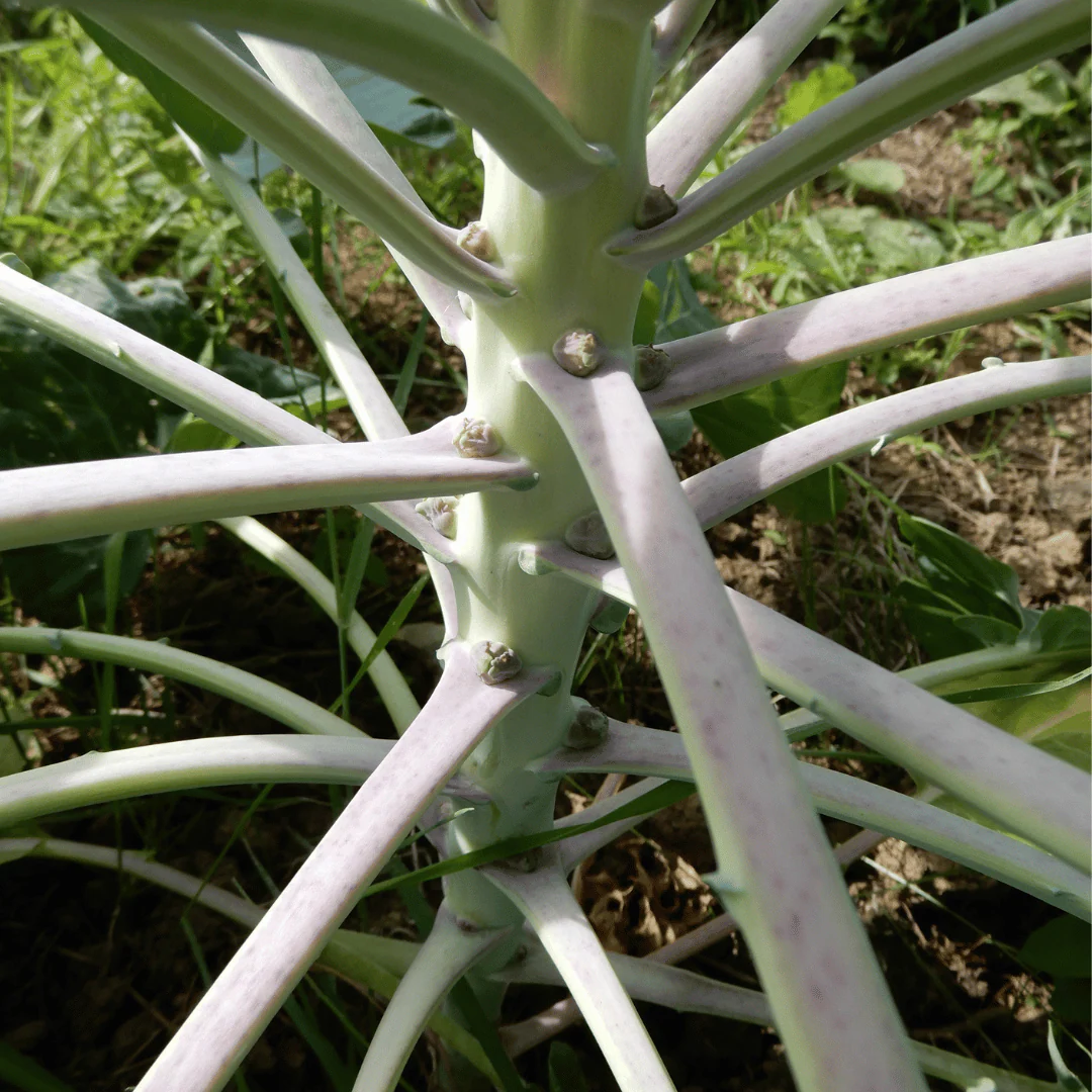 Brussels Sprouts 'Groninger' - Image 2