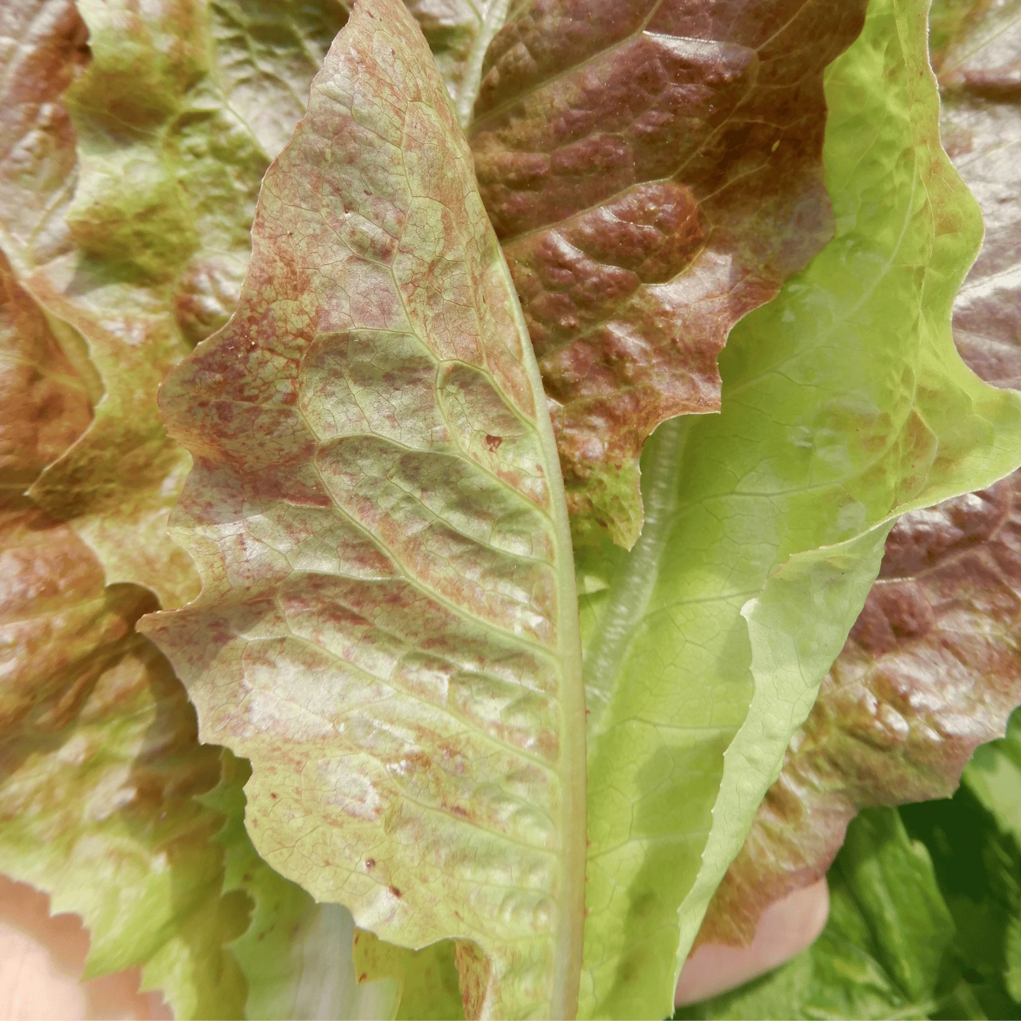 Butterhead Lettuce 'Roxy' - Image 3
