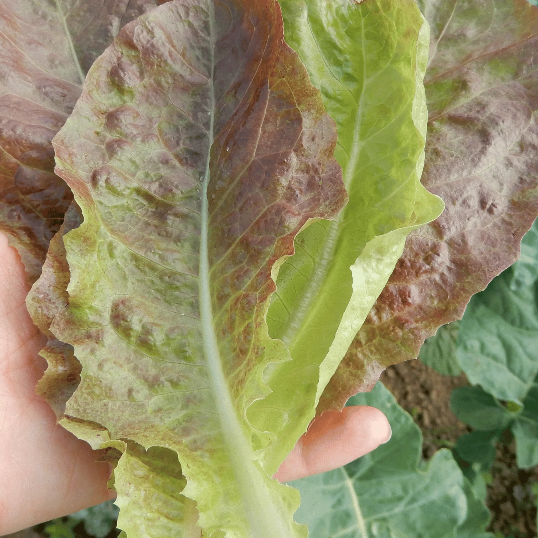 Butterhead Lettuce 'Roxy' - Image 4