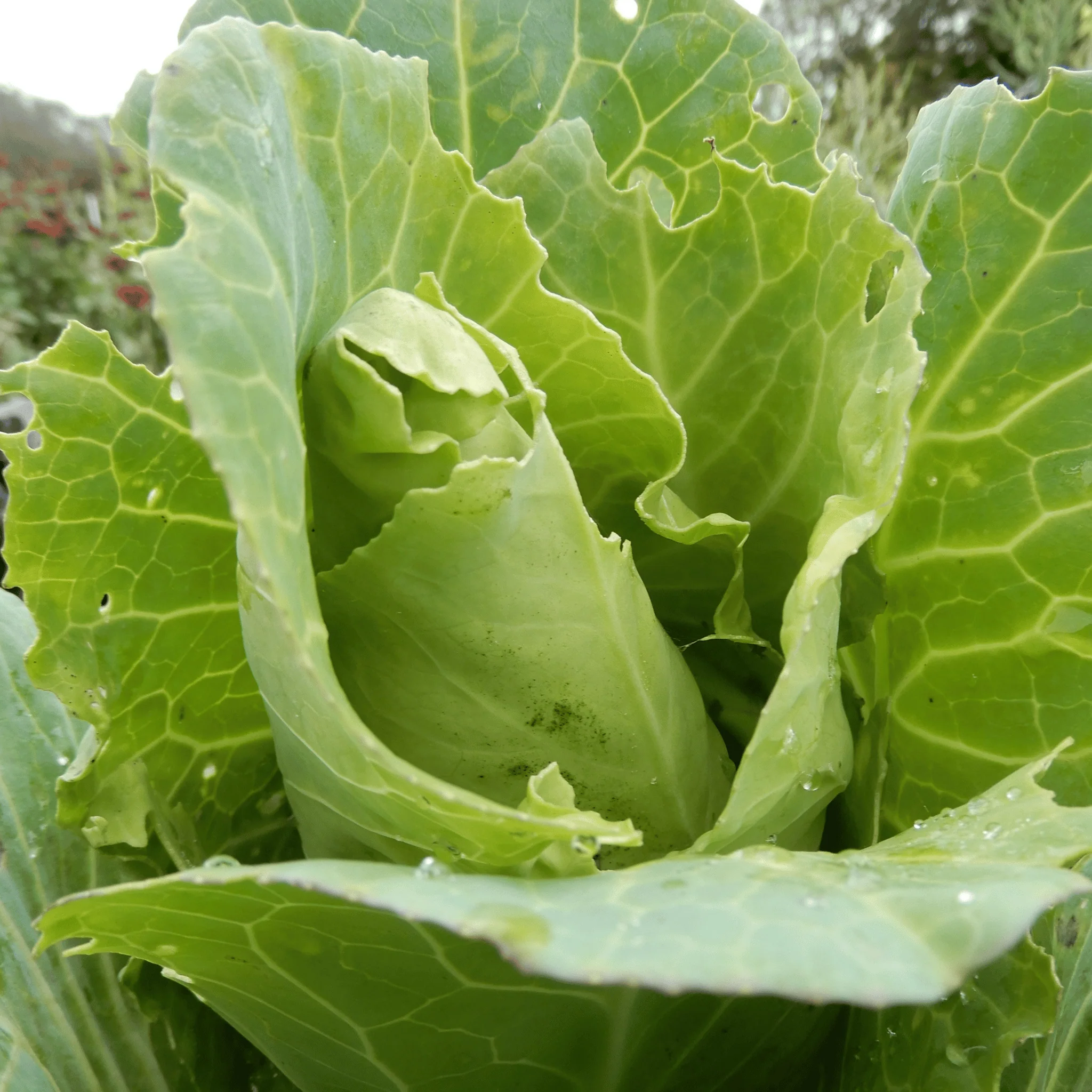 Cabbage 'Filderkraut' - Image 3