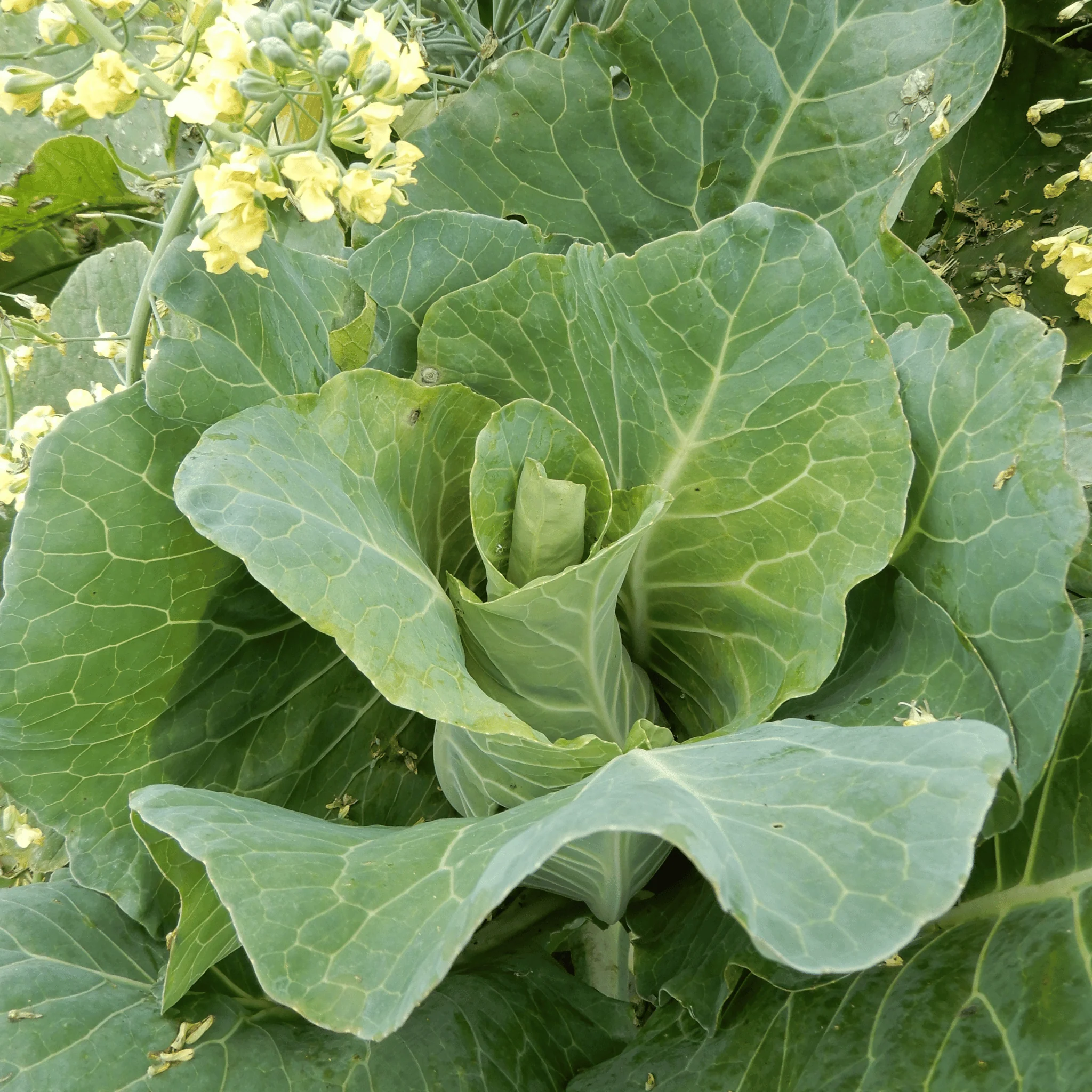 Cabbage 'Filderkraut' - Image 4