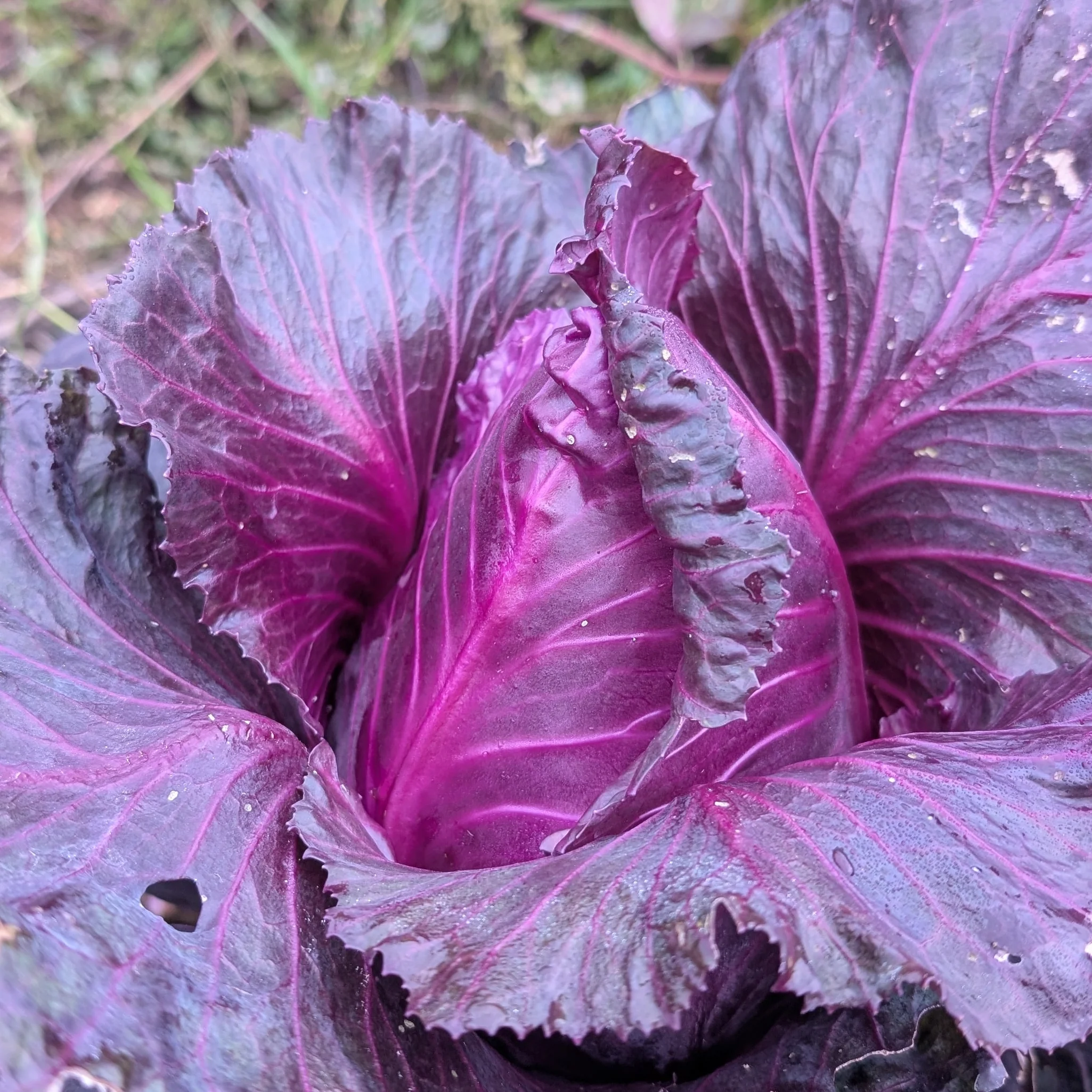 Cabbage 'Kalibos' - Image 5