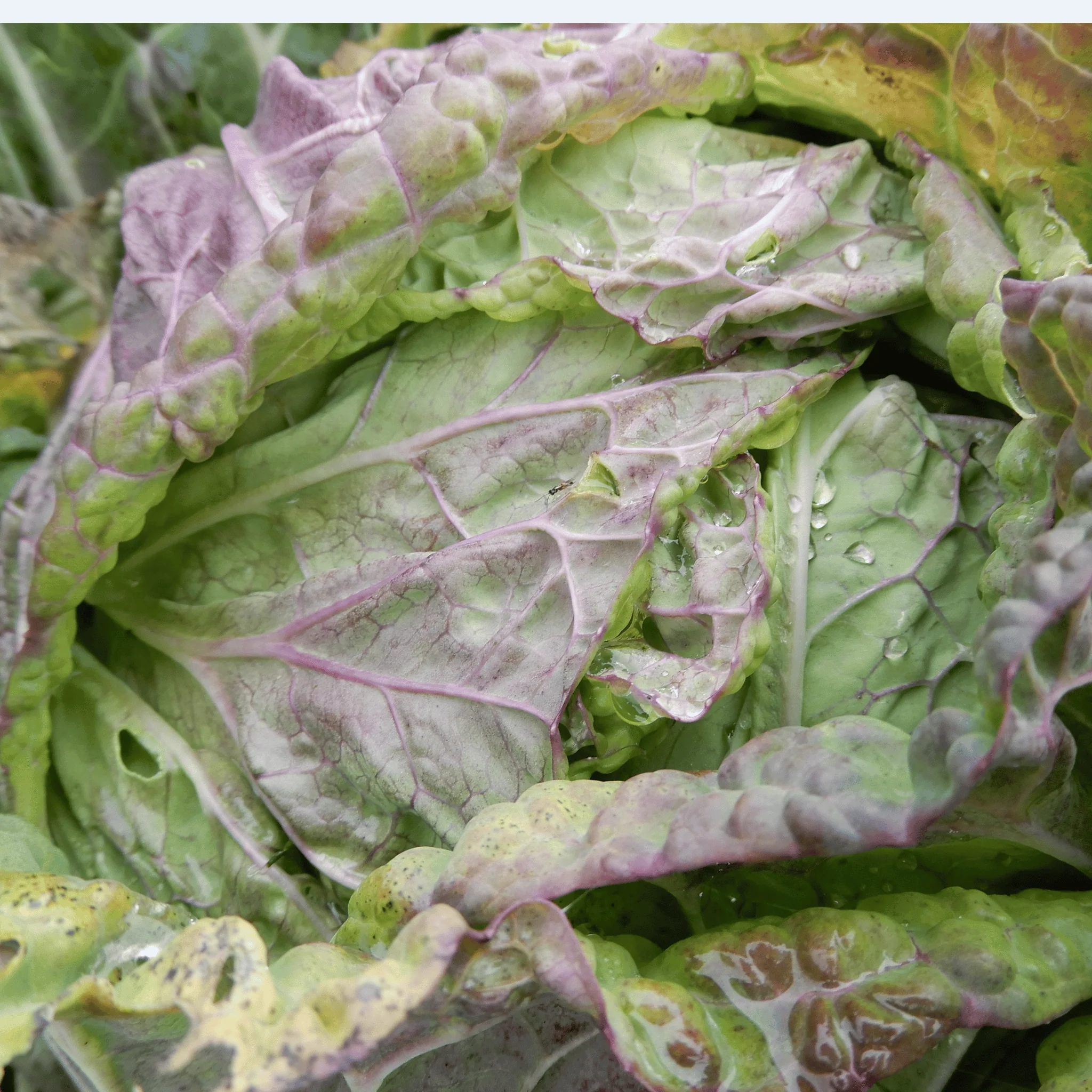 Cabbage 'Violaceo di Verona' - Image 3