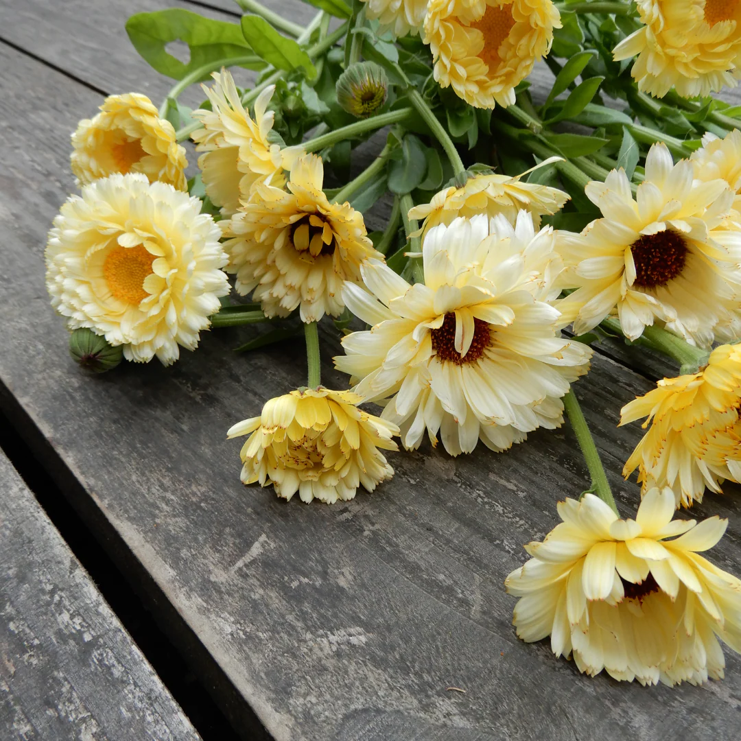Calendula 'Ivory Princess' - Image 3