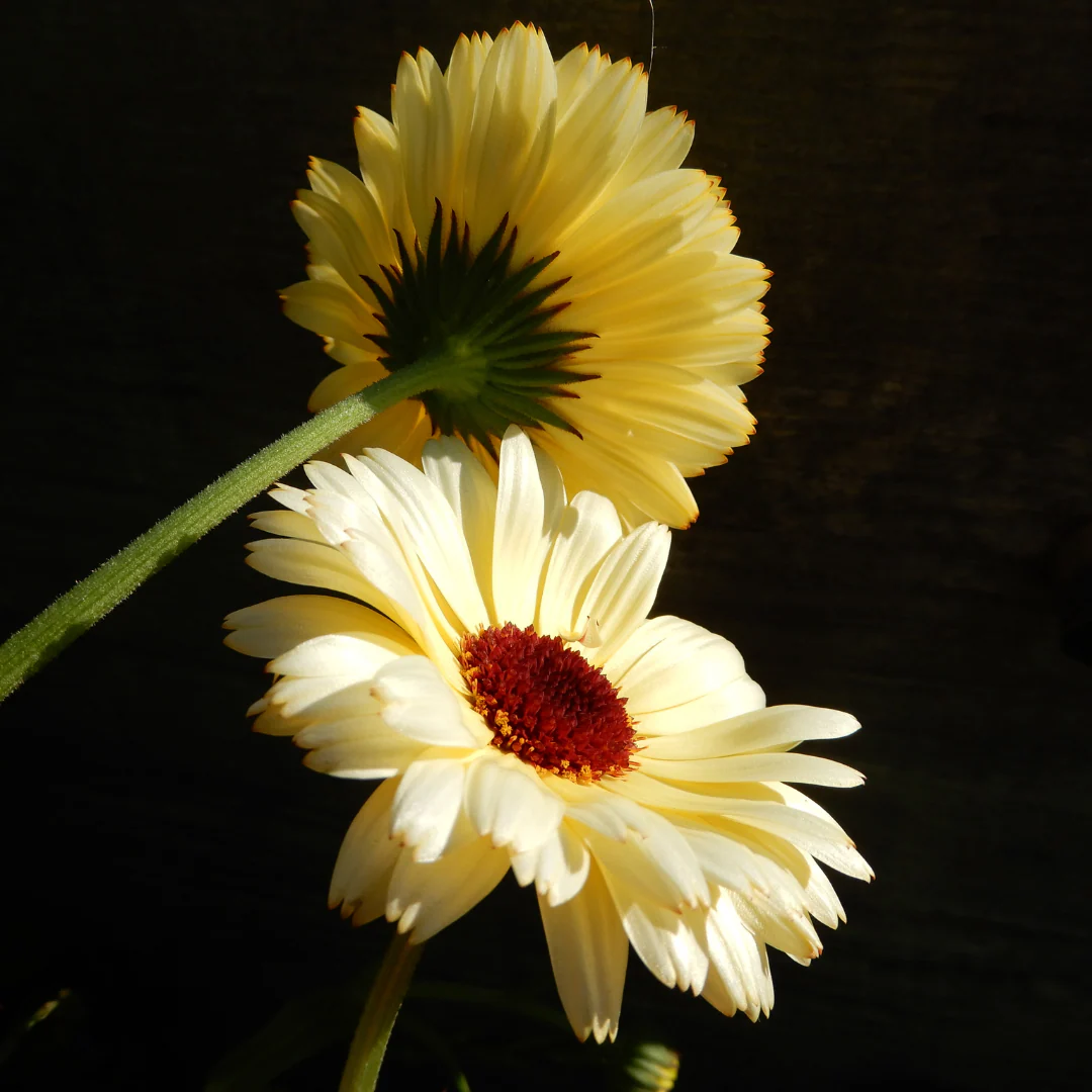 Calendula 'Ivory Princess' - Image 5