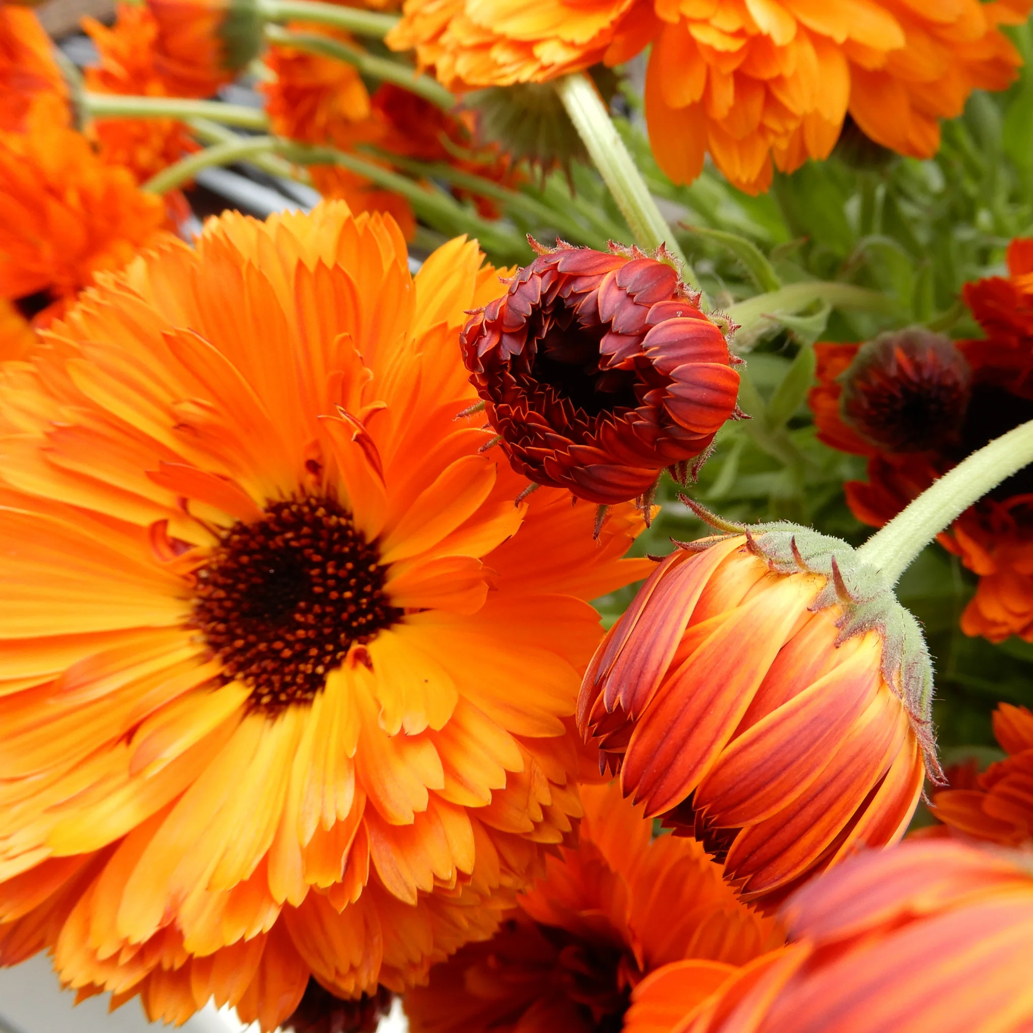 Calendula 'Orange Button' - Image 3