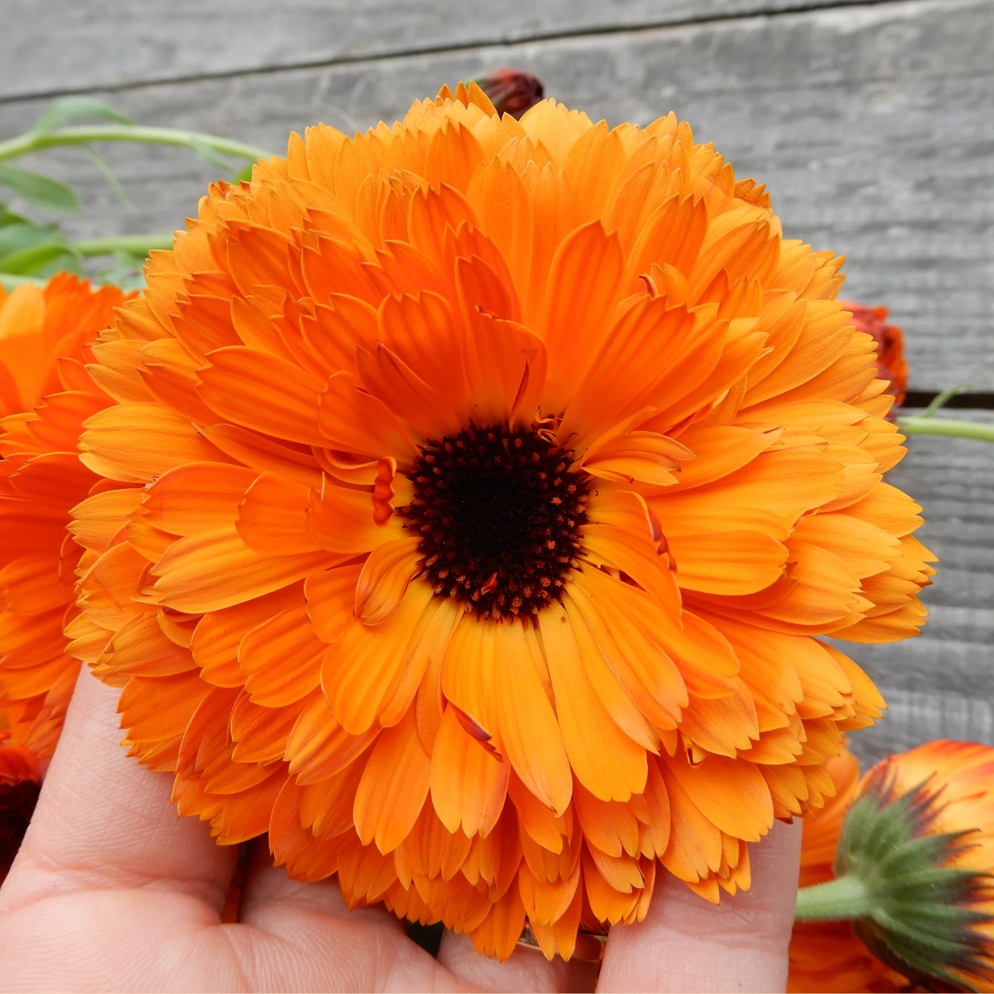 Calendula 'Orange Button' - Image 4
