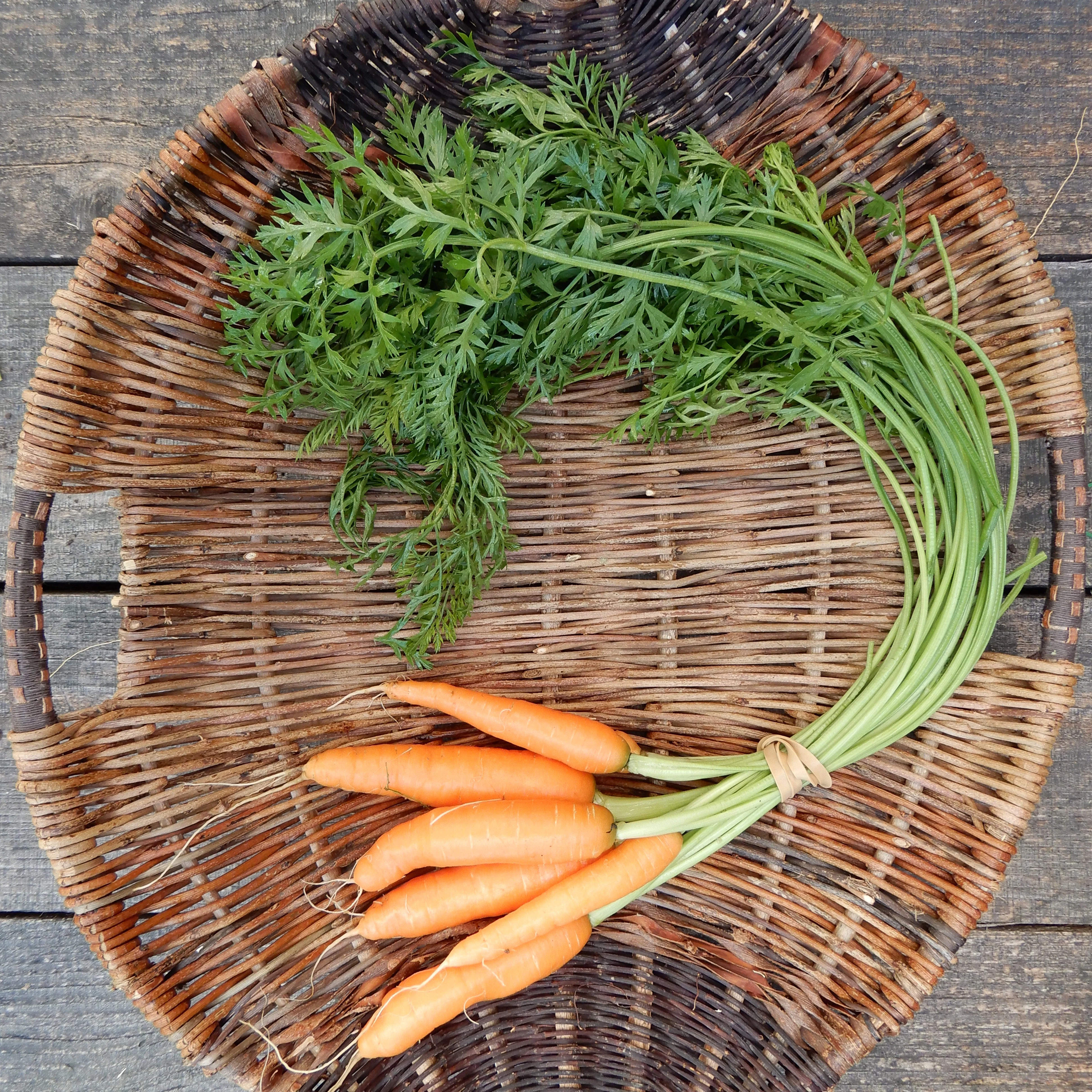 Carrot 'Little Fingers' - Image 2