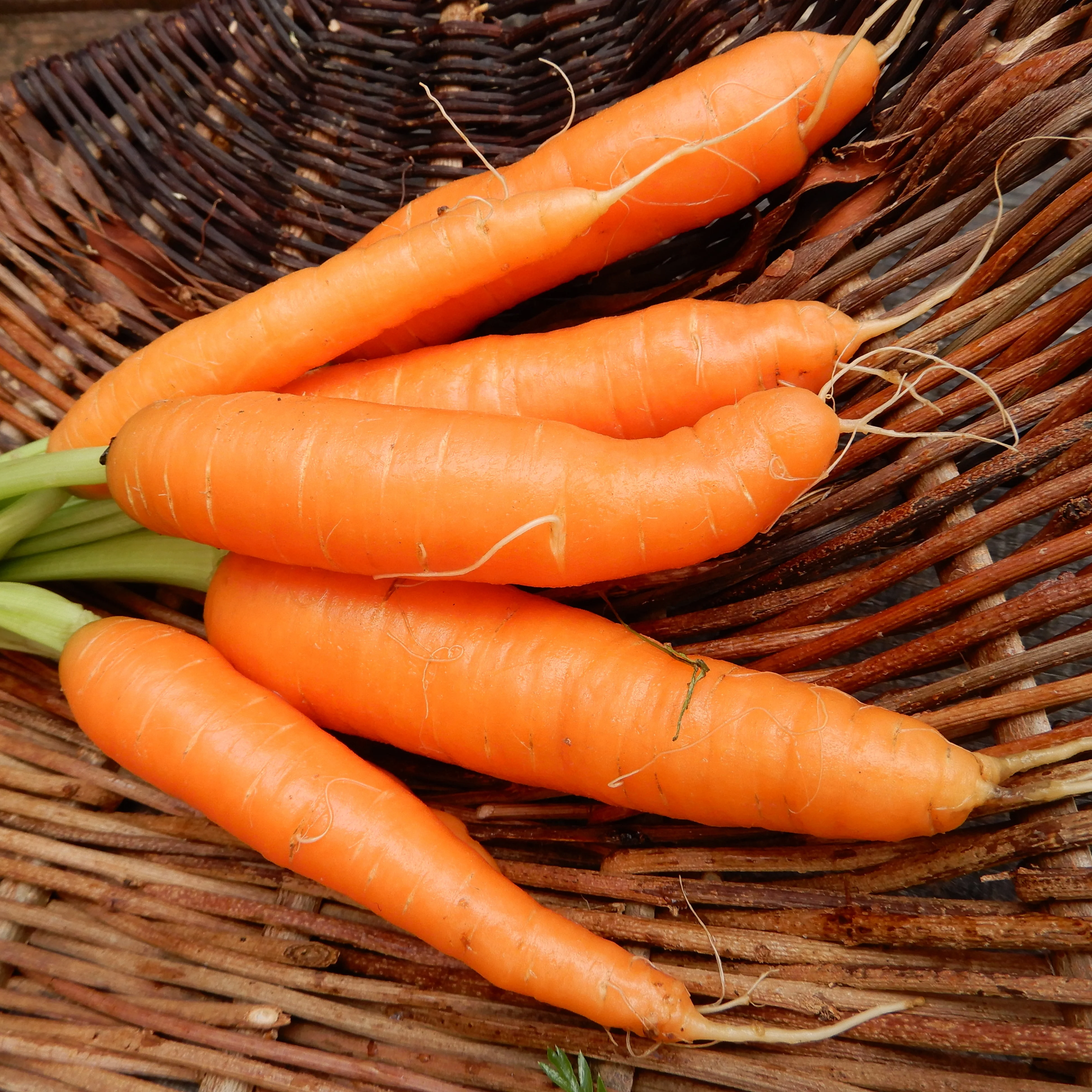 Carrot 'Little Fingers' - Image 3