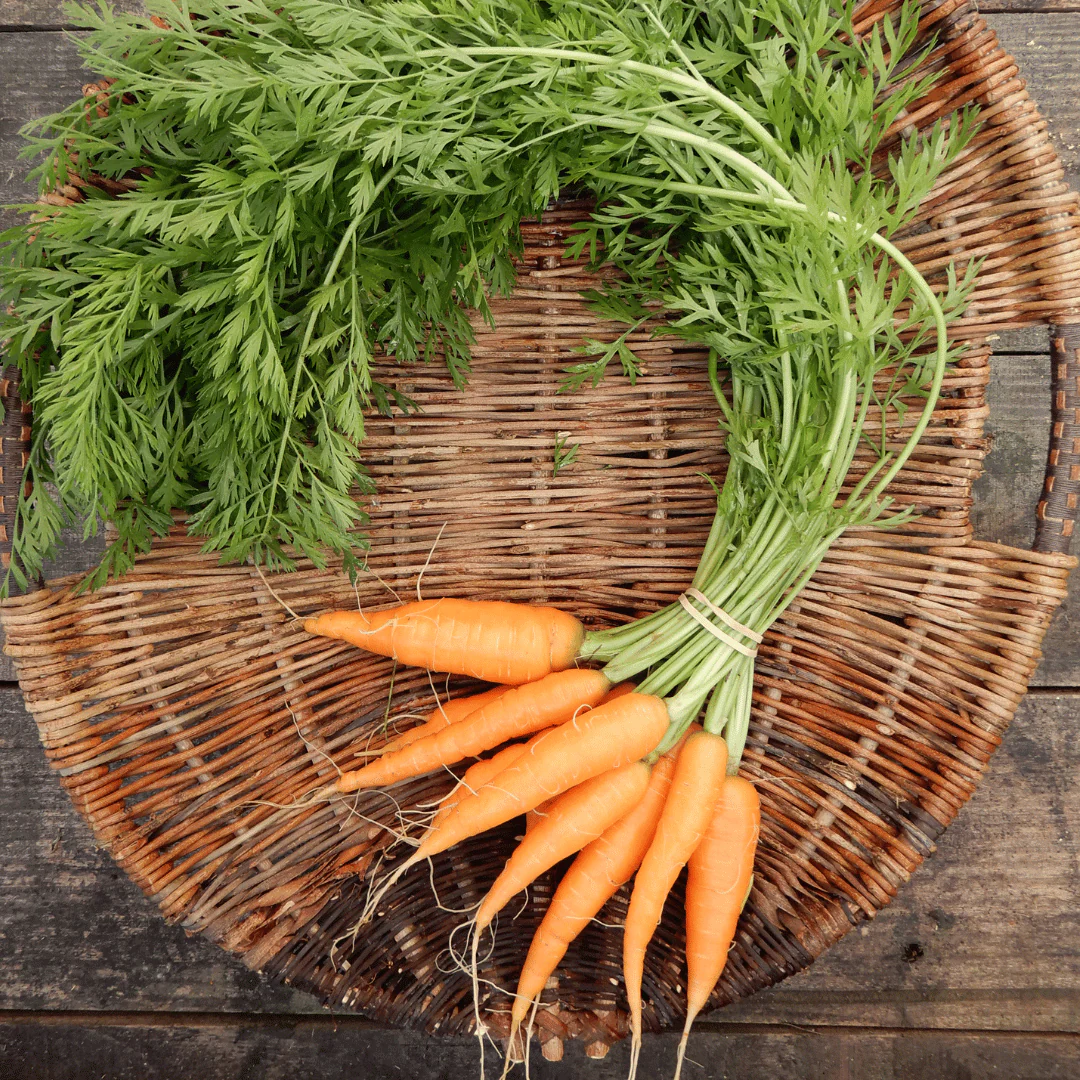 Carrot 'Rothild'