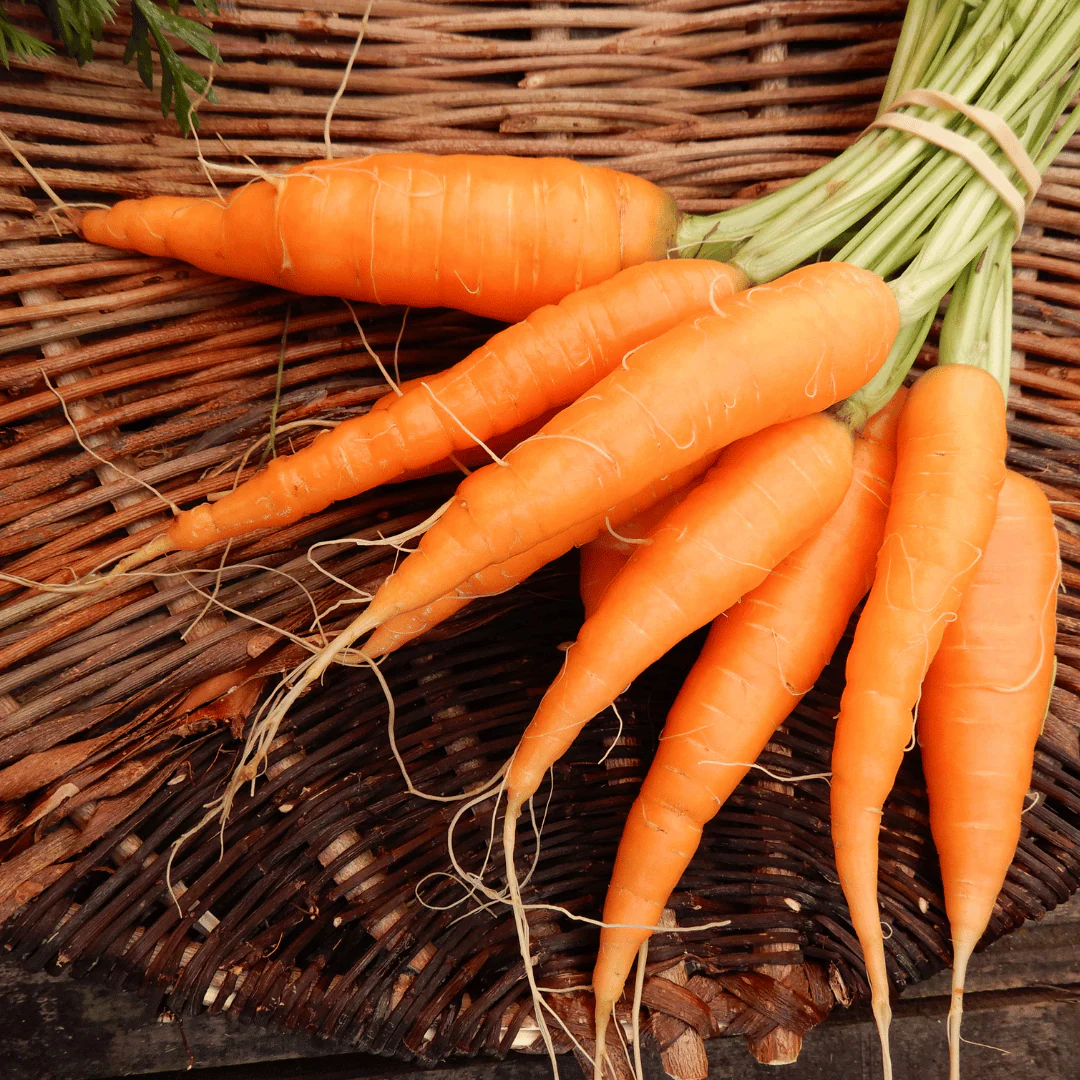 Carrot 'Rothild' - Image 2