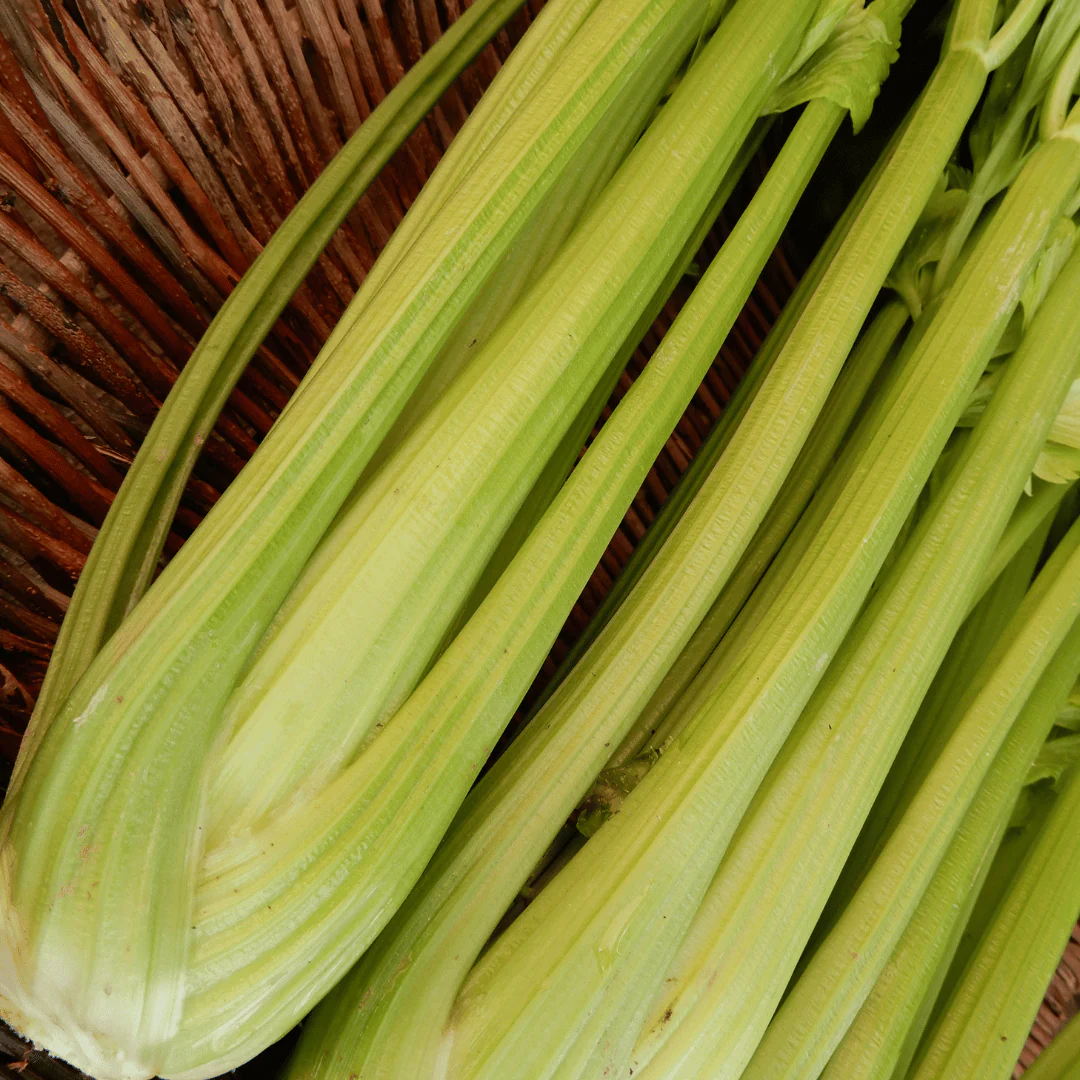Celery 'Tall Utah' - Image 2
