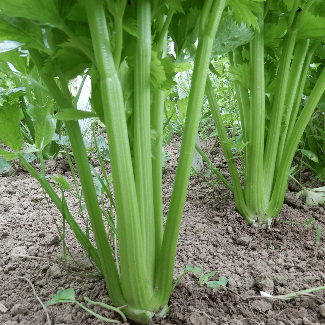 Celery 'Tall Utah' - Image 4