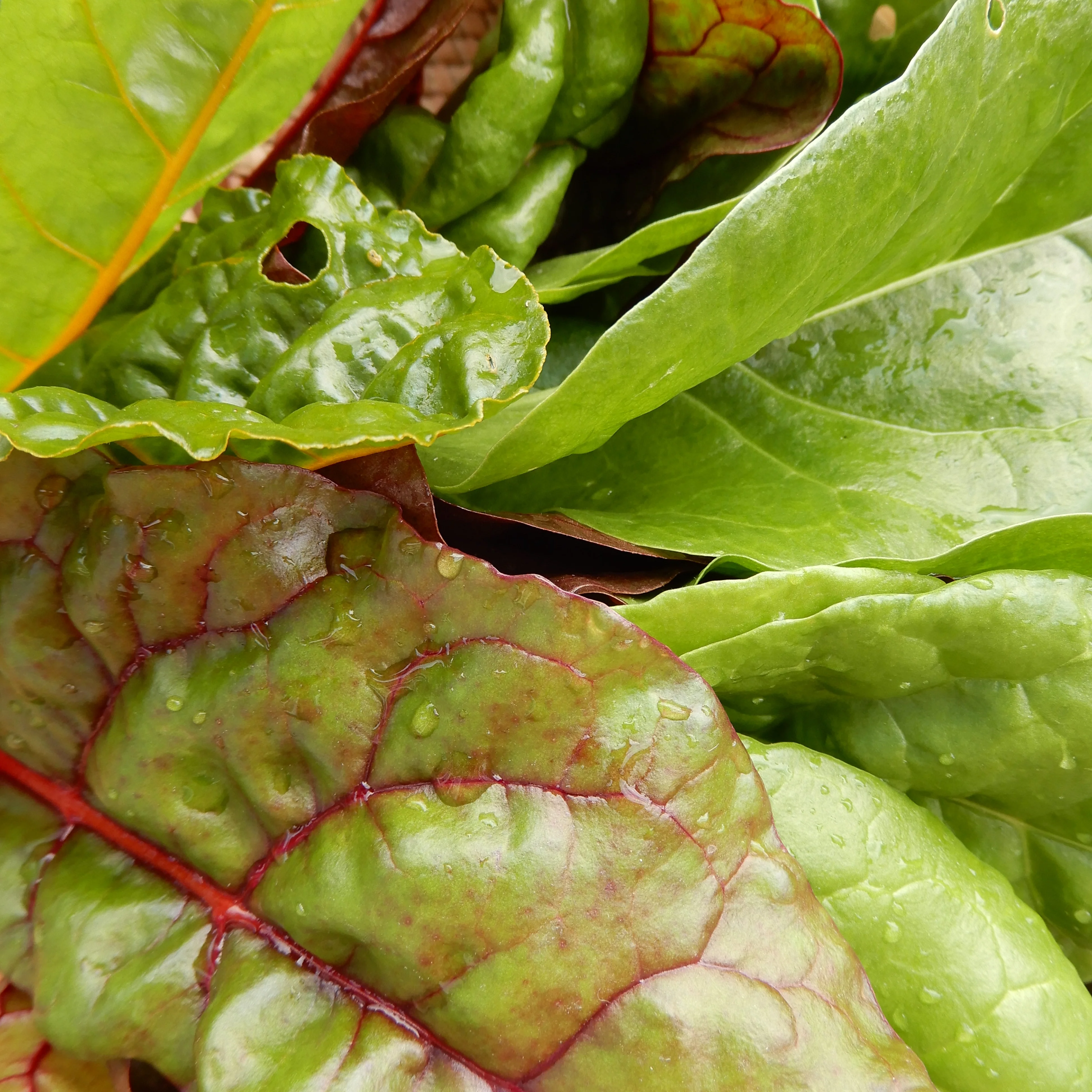 Chard 'Fireworks' - Image 2