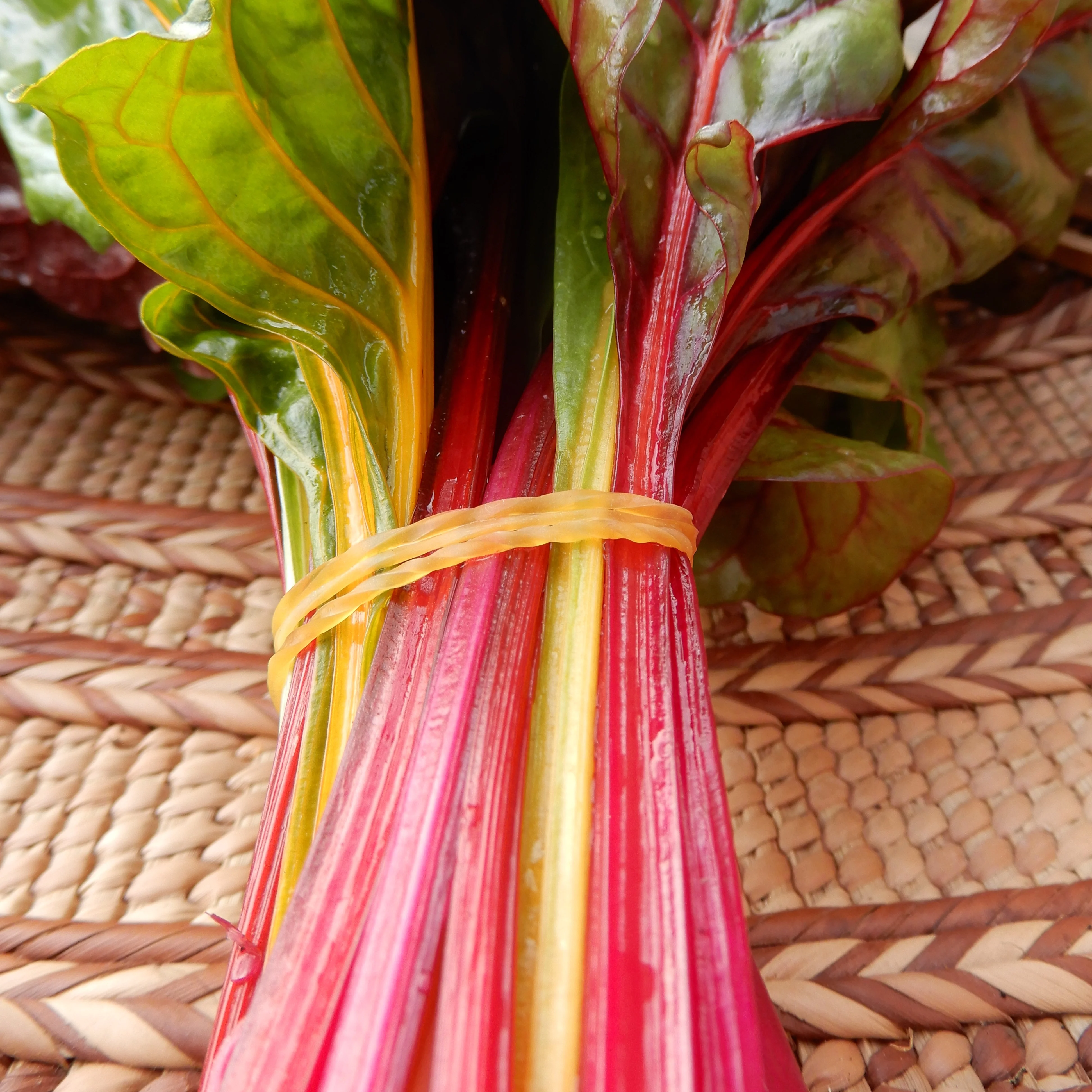 Chard 'Fireworks' - Image 3