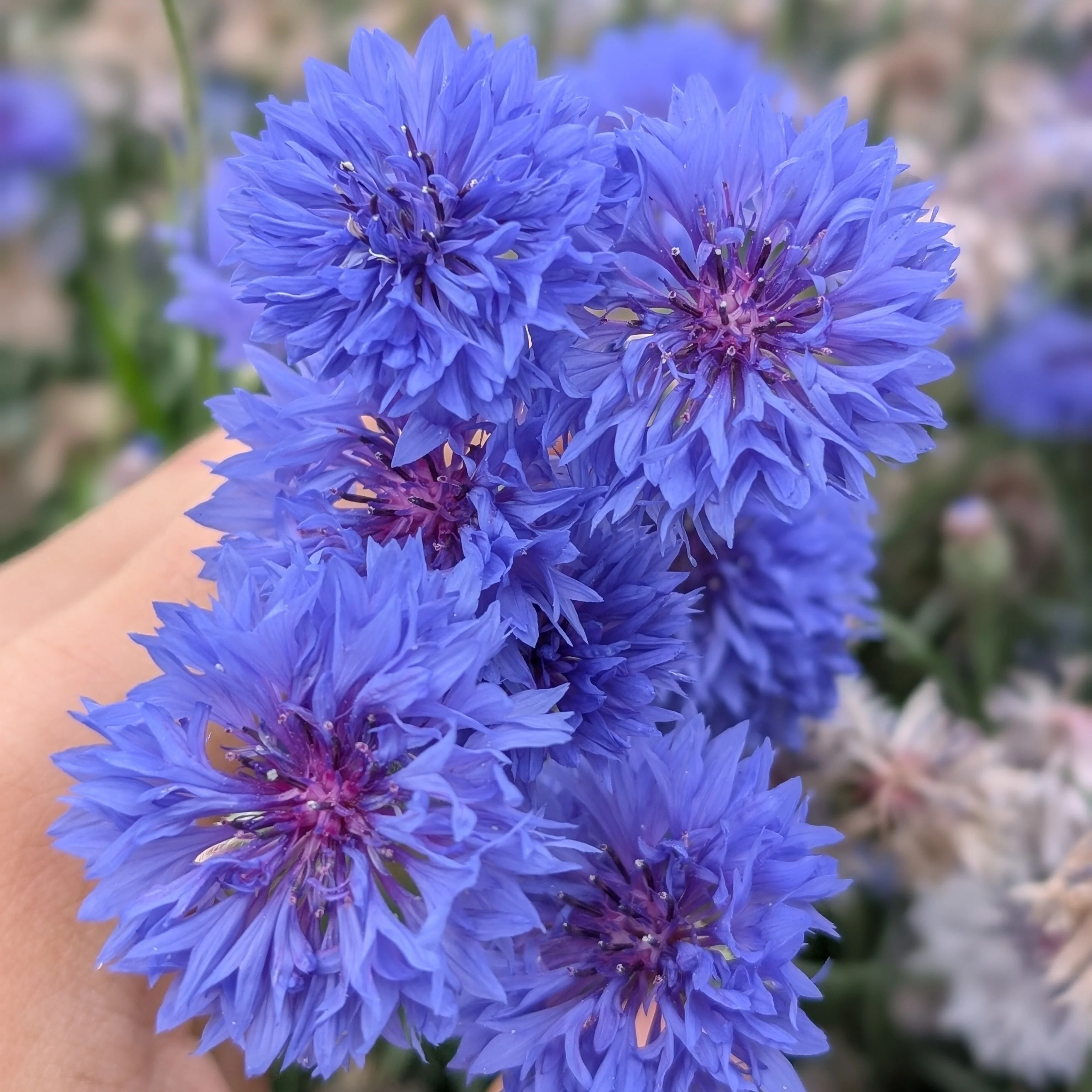 Cornflower 'Florist Blue Boy' - Image 3