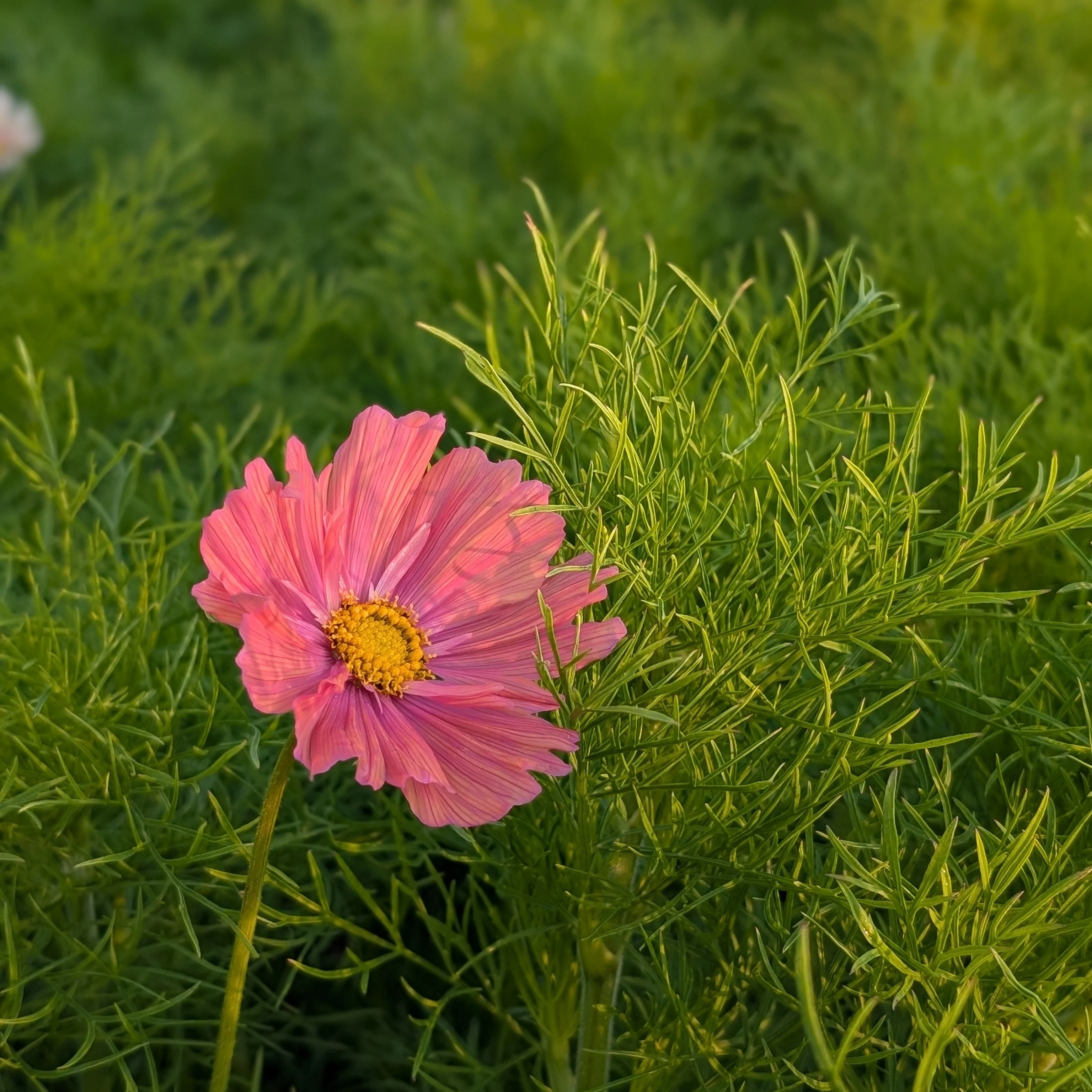 Luxury 'Rose Gold' Cut Flower Seed Collection Gift | Heirloom Eco-Friendly Seeds for UK Gardeners - Image 5