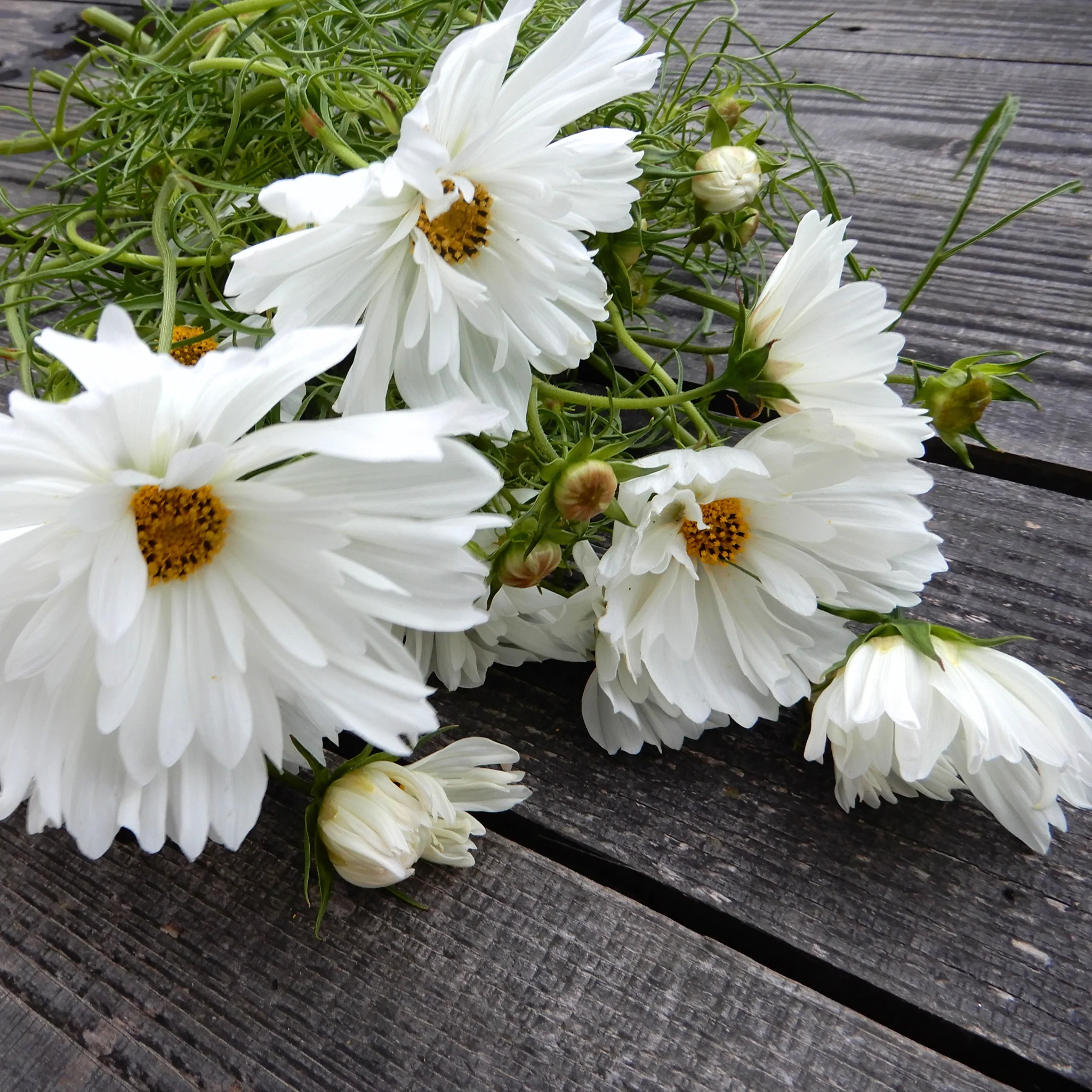 Cosmos 'Fizzy White' - Image 3