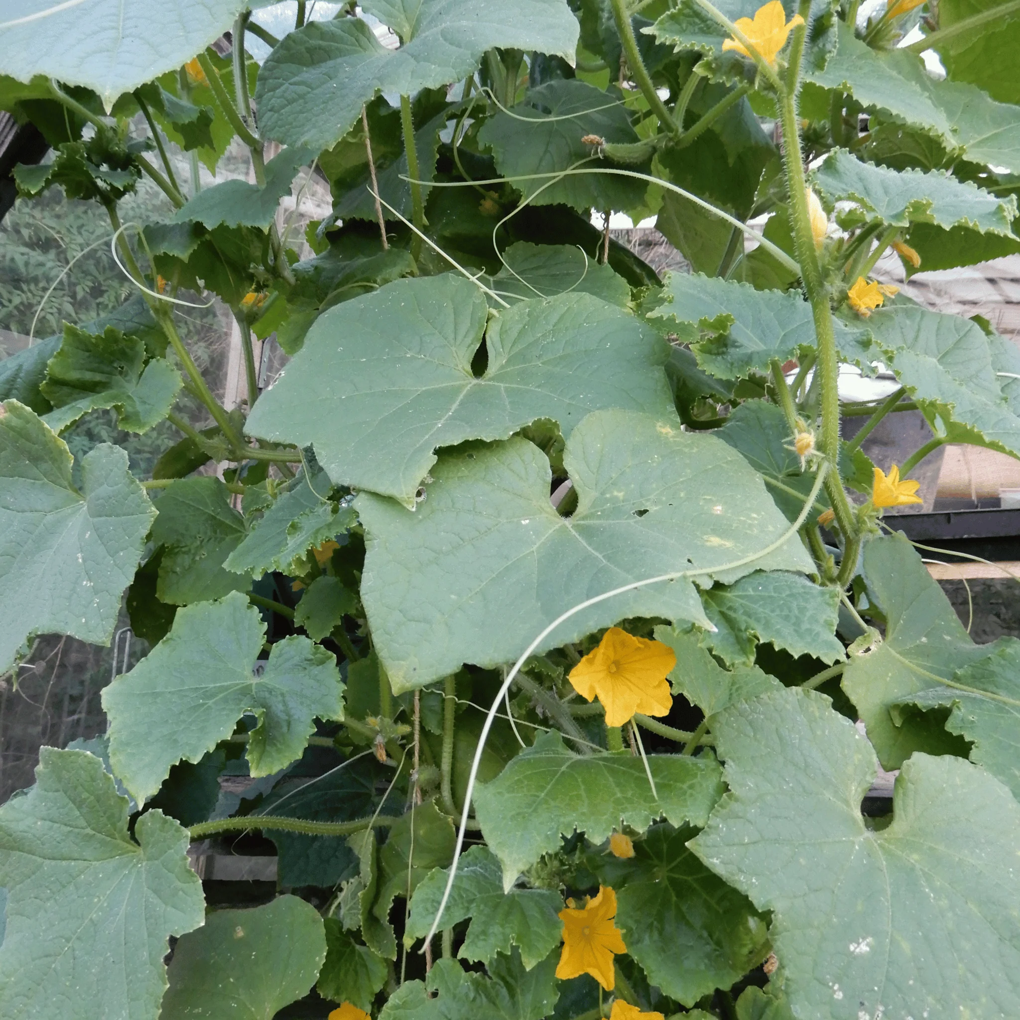 Cucumber 'Mideast Peace' - Image 3