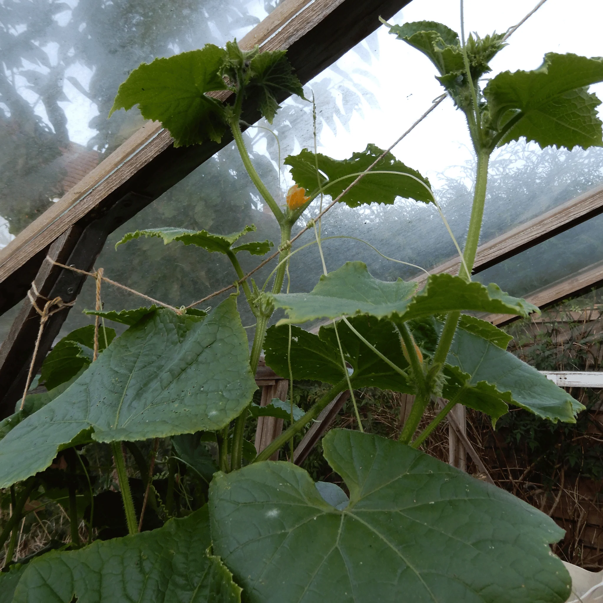 Cucumber 'Mideast Peace' - Image 4