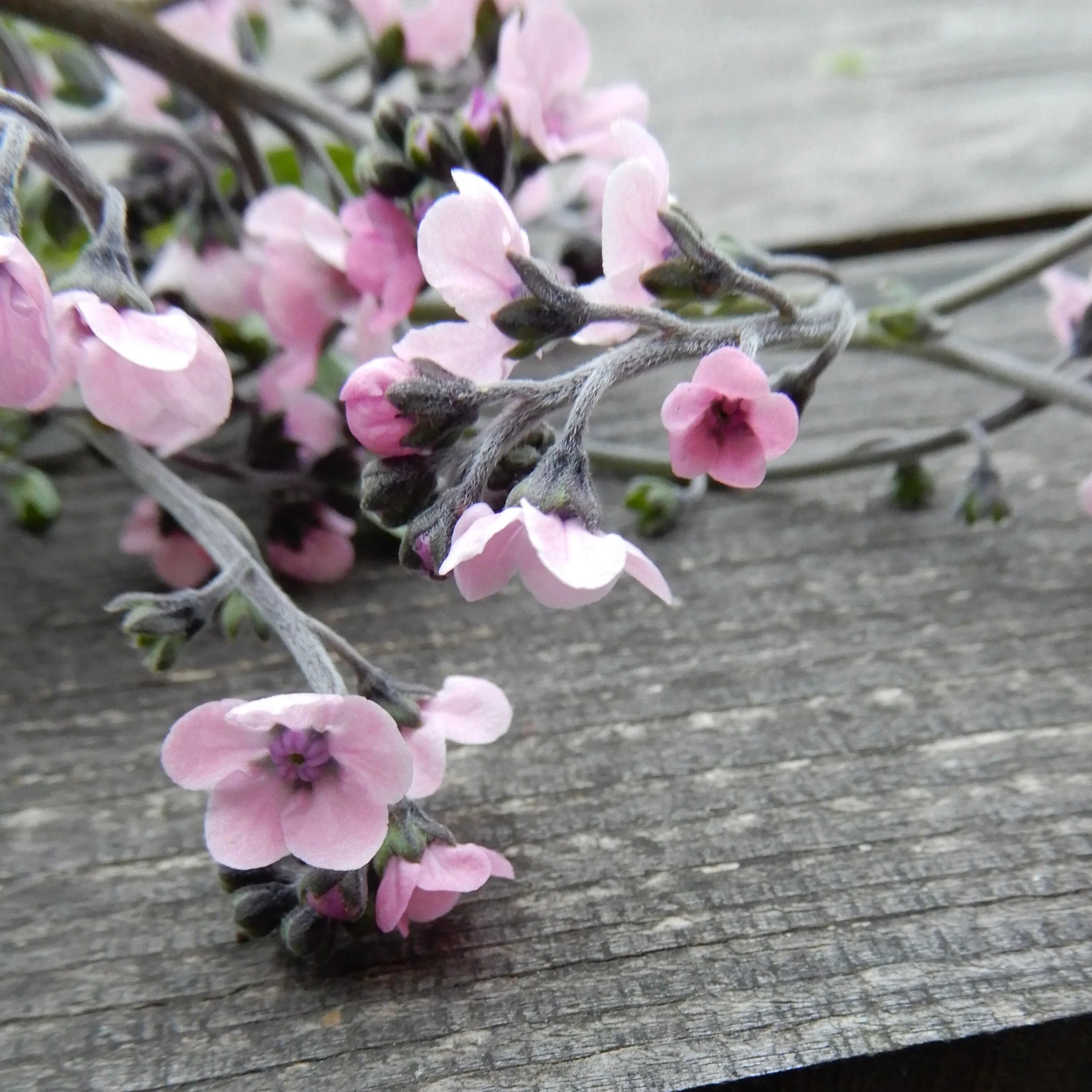 Cynoglossum 'Winnow Mix' - Image 3