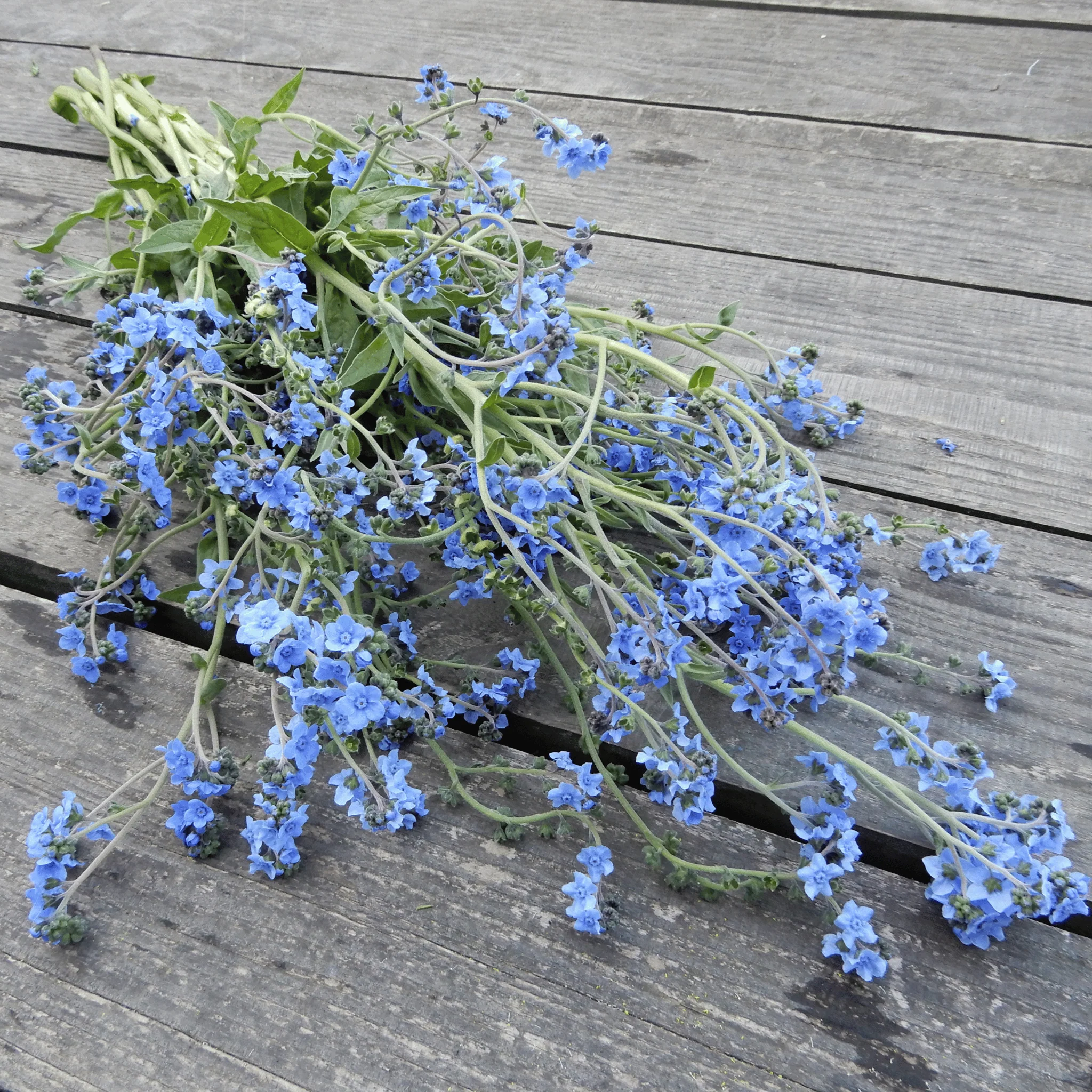 Cynoglossum 'Winnow Mix' - Image 4